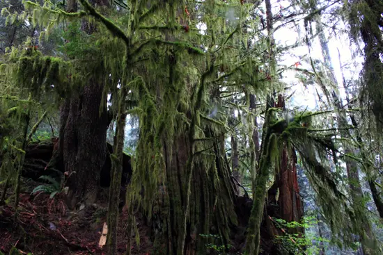 Discover Outdoors Kennedy Falls5