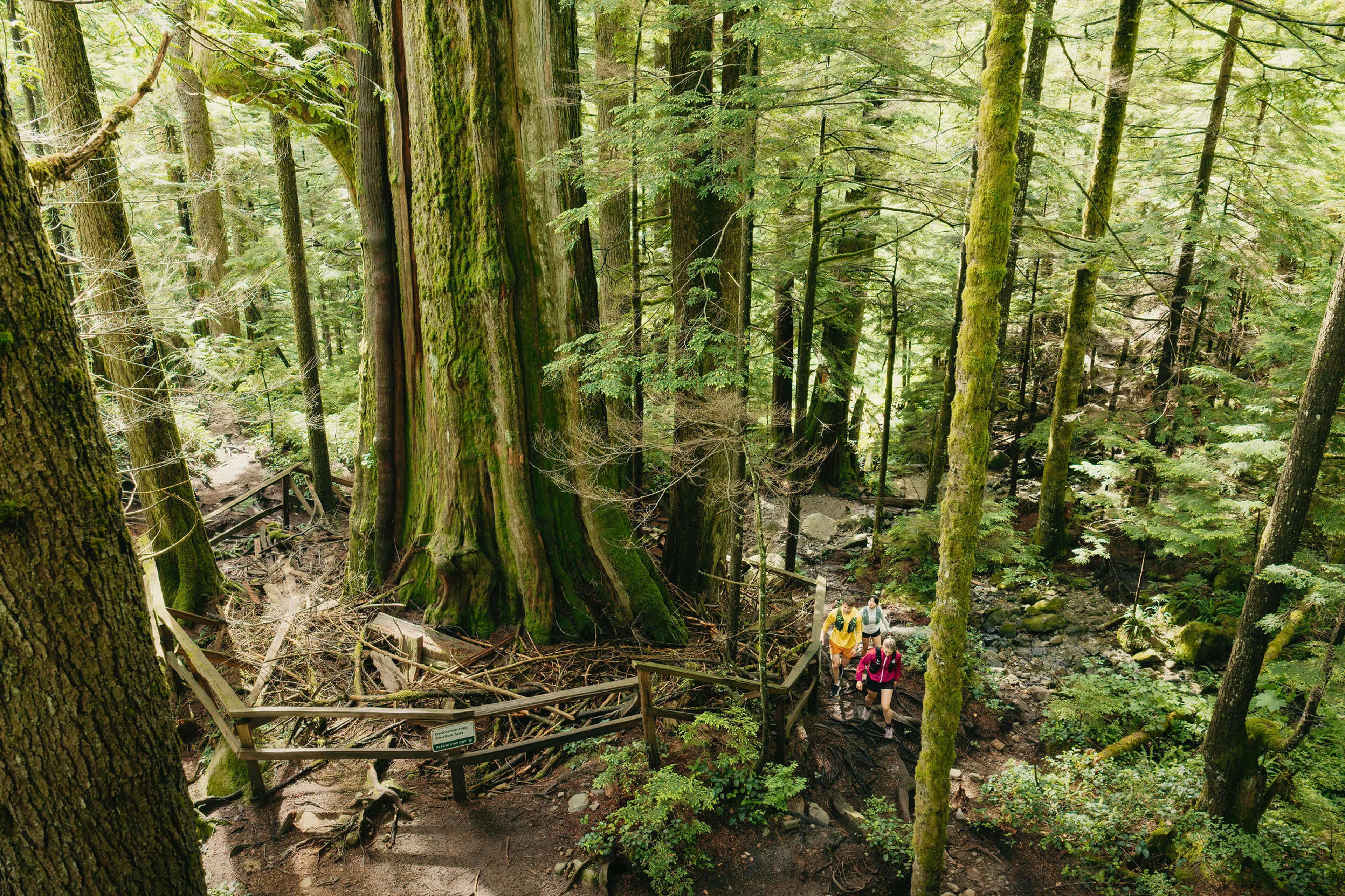 Three hikers walking on a forest trail surrounded by tall moss-covered trees and dense greenery.