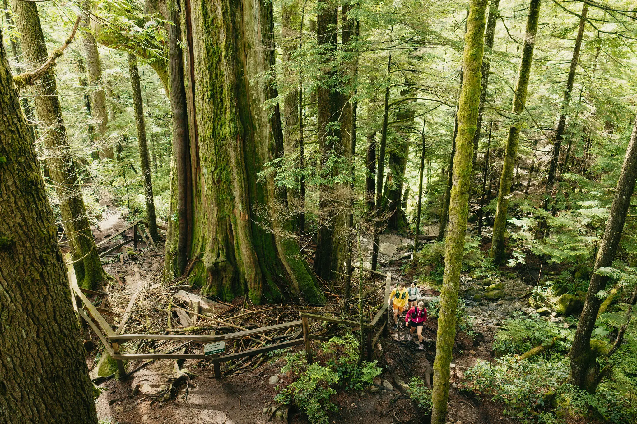 Three hikers walking on a forest trail surrounded by tall moss-covered trees and dense greenery.