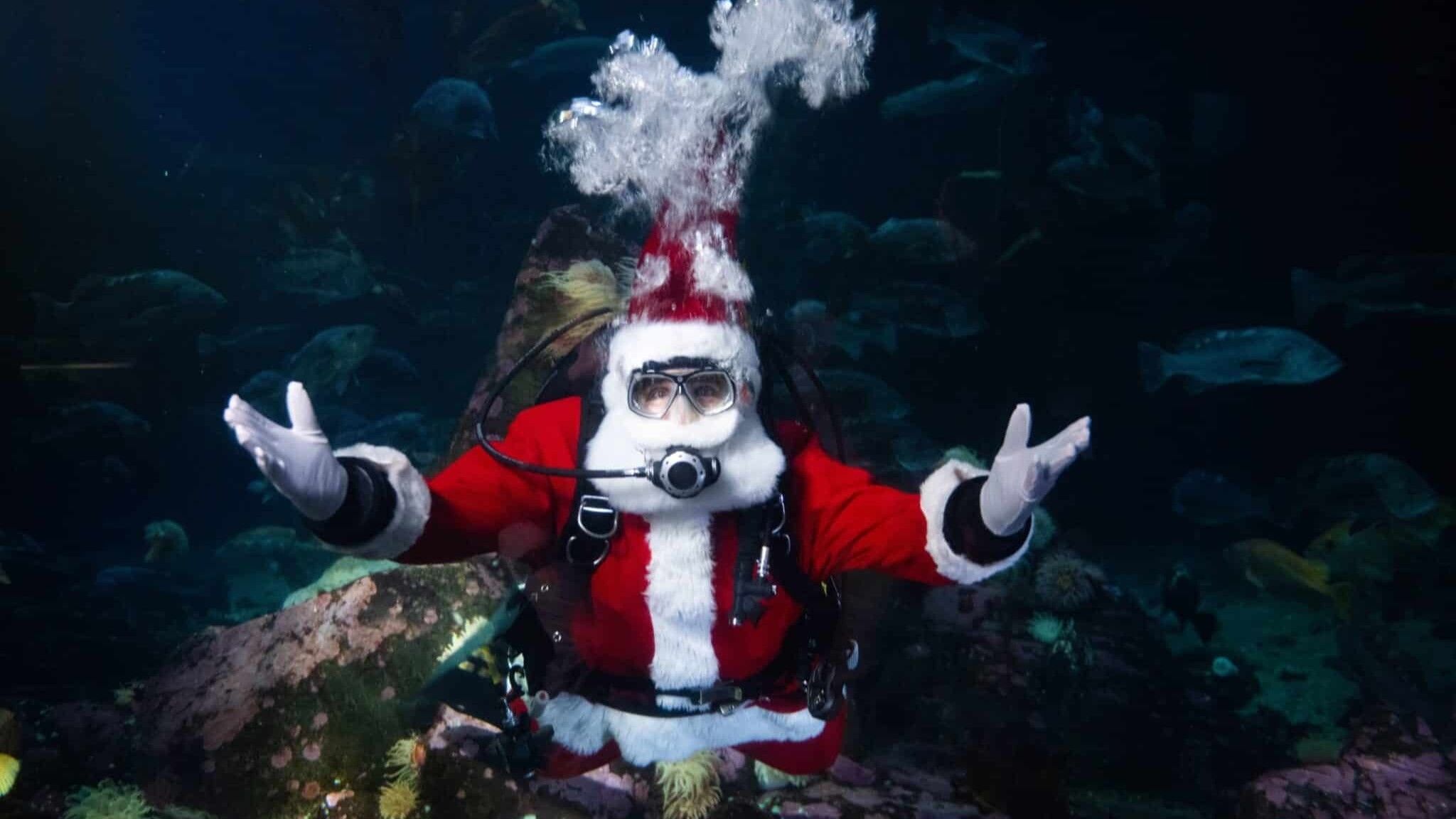 w-2048h-1152-404c71-Vancouver_Aquarium_Vancouver_Aquarium_Announces_The_Return_of_Sc-scaled