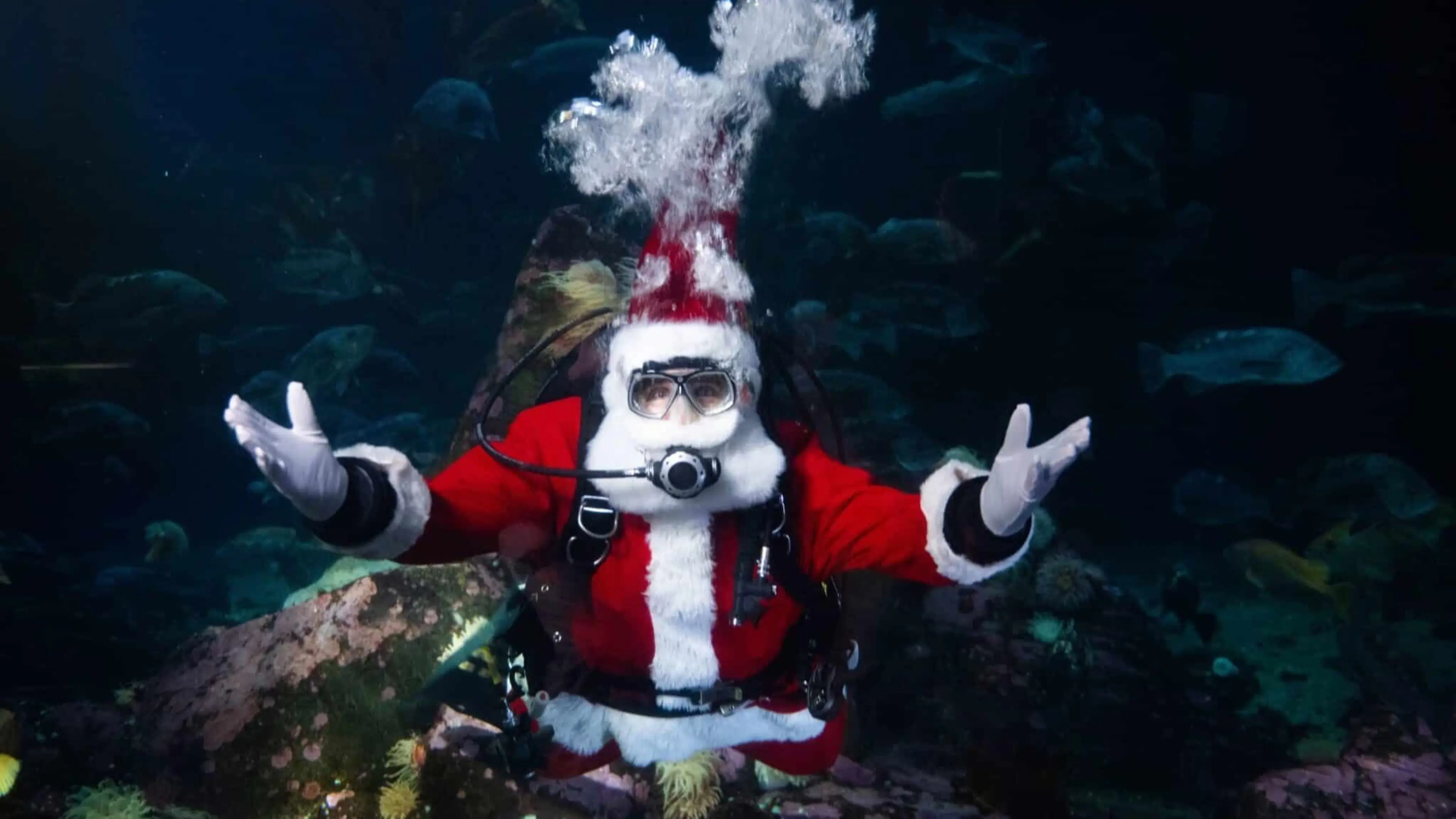 w-2048h-1152-404c71-Vancouver_Aquarium_Vancouver_Aquarium_Announces_The_Return_of_Sc-scaled