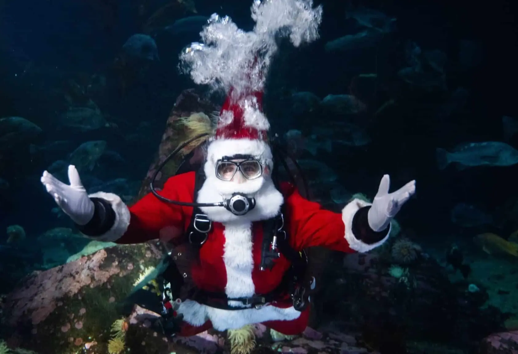 w-2048h-1152-404c71-Vancouver_Aquarium_Vancouver_Aquarium_Announces_The_Return_of_Sc-scaled