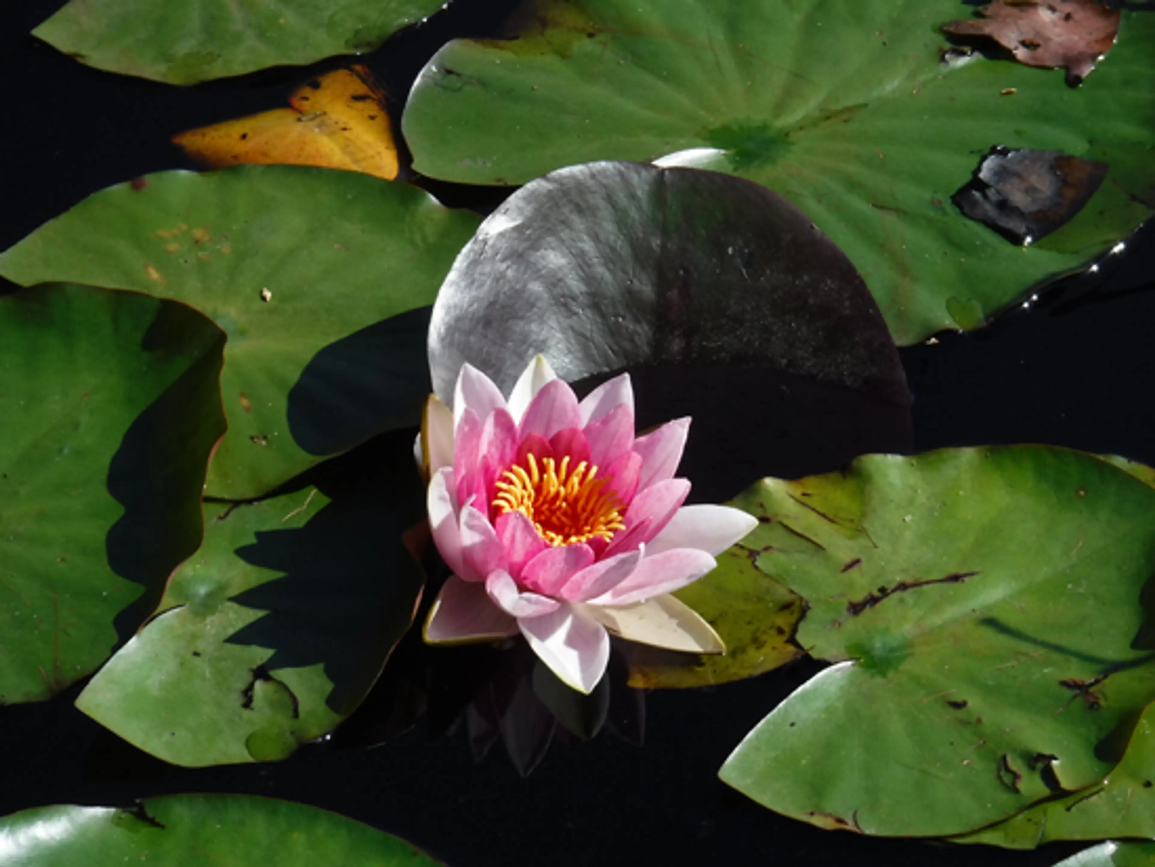 Stanley Park Mystery – The Case of the Incredible Shrinking Lake
