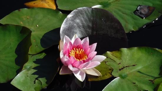 Stanley Park Mystery – The Case of the Incredible Shrinking Lake