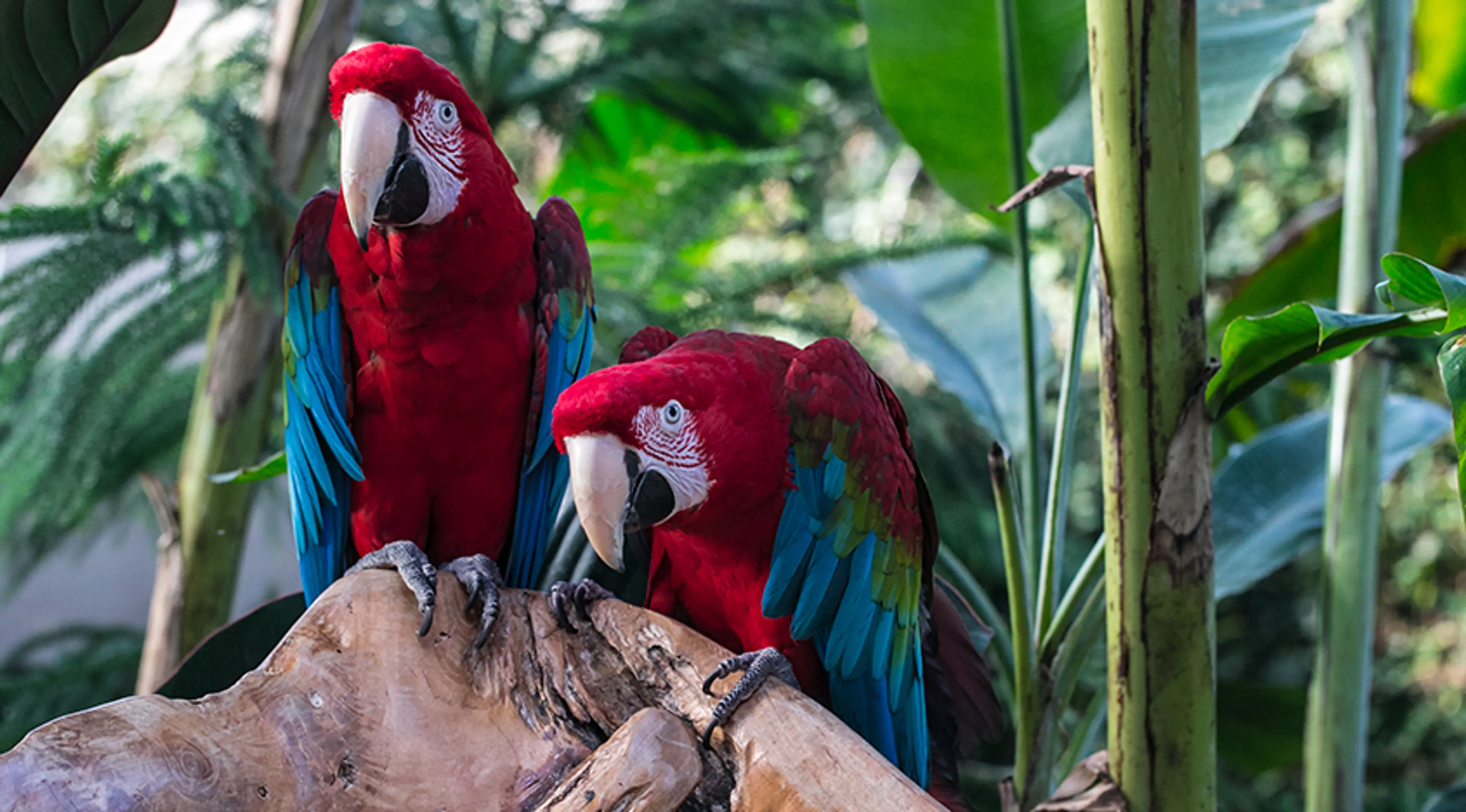 Bloedel