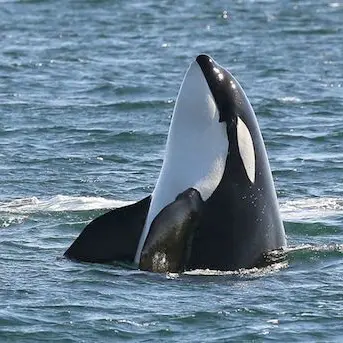 Spyhopping Orca whale