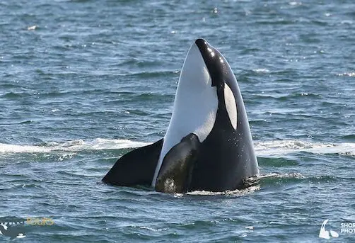 Spyhopping Orca whale
