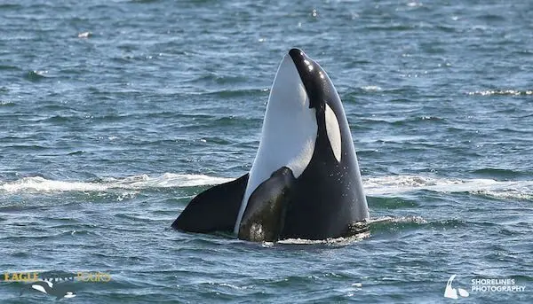 Spyhopping Orca whale