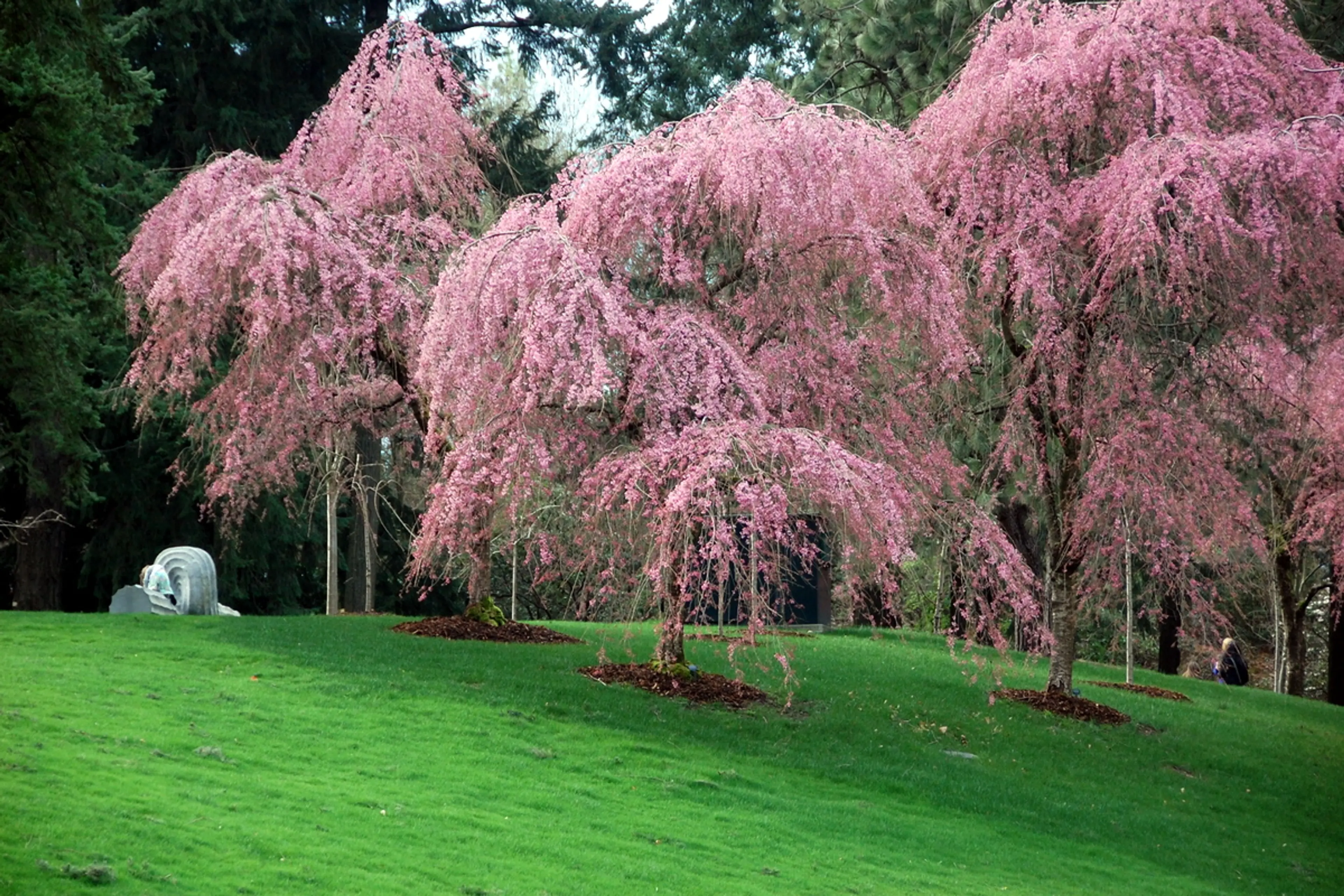 VanDusen Gardens Cherry Blossoms