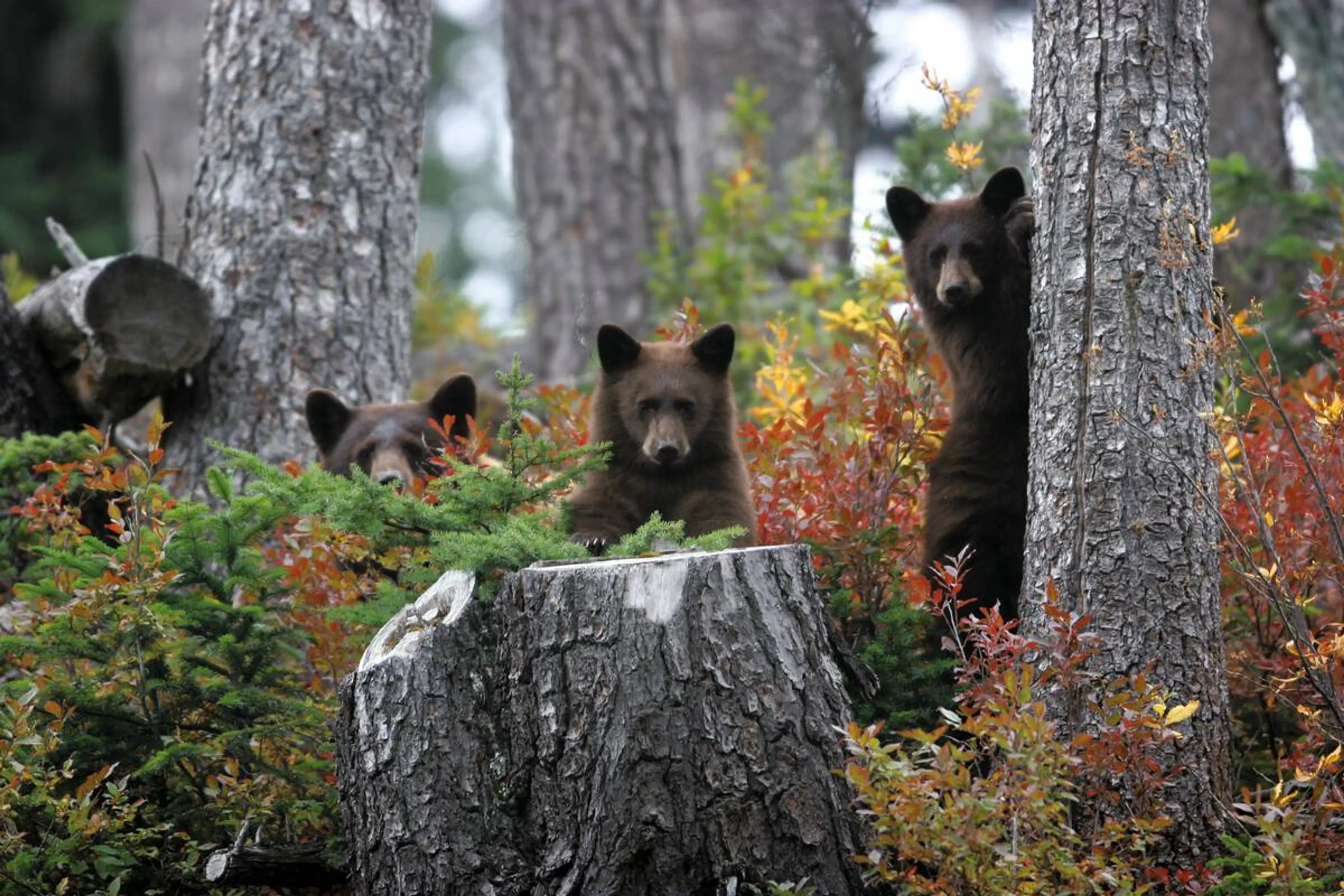 Be Wildlife Aware on Your Outdoor Adventure