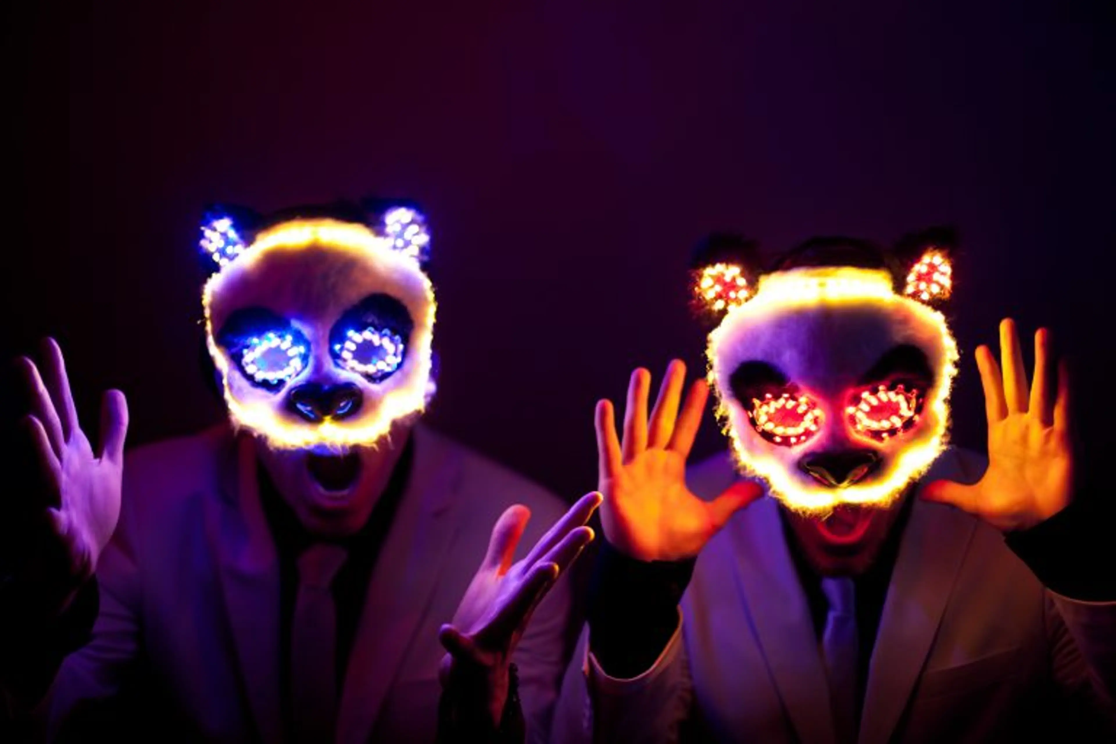 The White Panda | image via promotionmusicnews.com