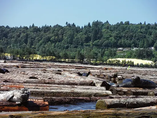 Discover Outdoors Barnet Marine Park2