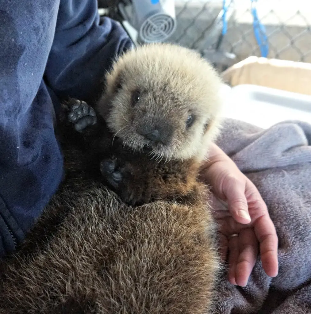 vancouver aquarium sea otter