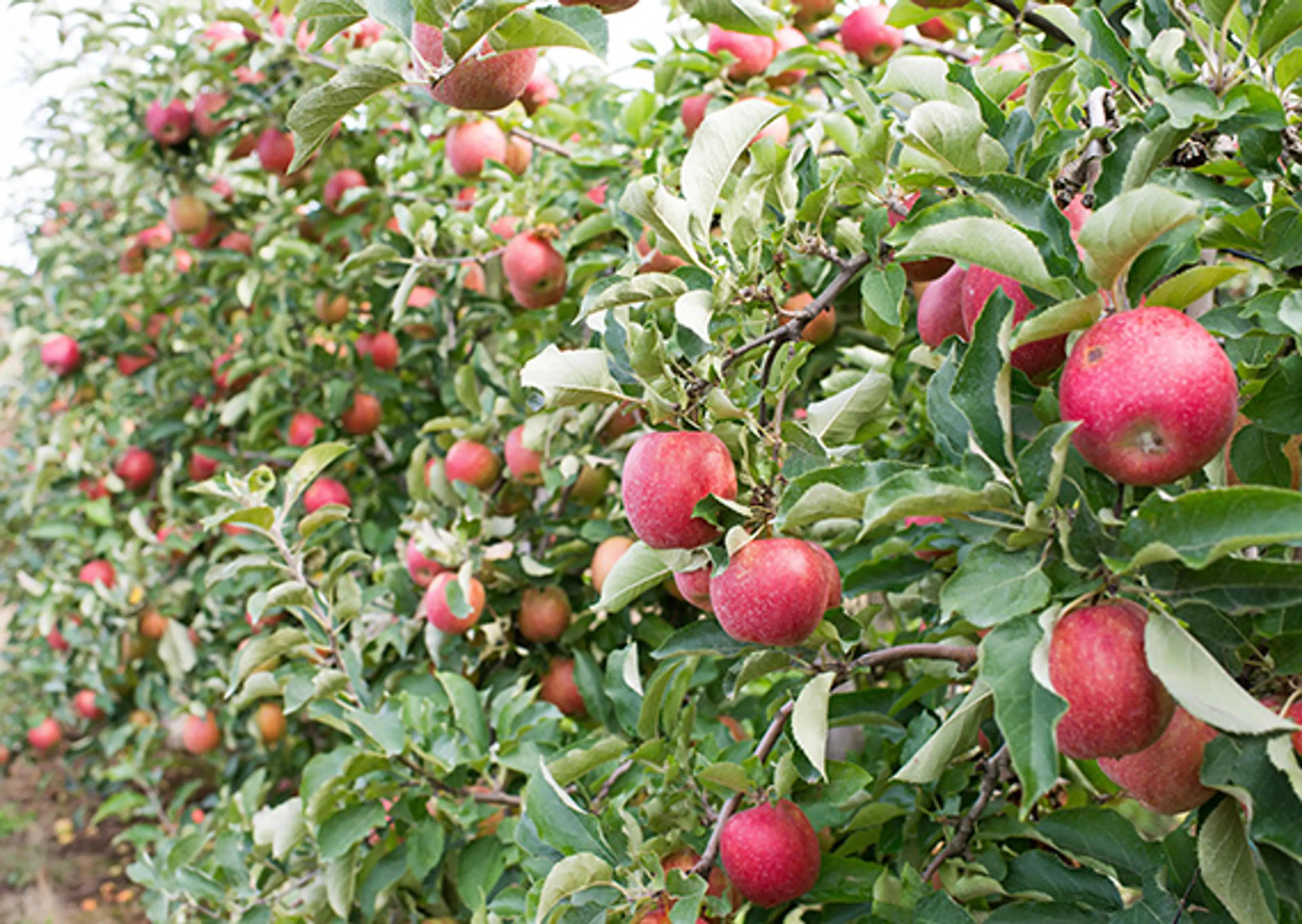 Where to Go Apple Picking Around Vancouver