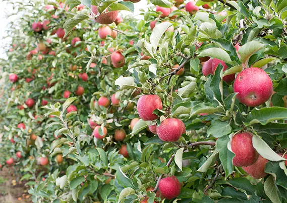 Where to Go Apple Picking Around Vancouver