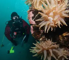 Diver's Weekend