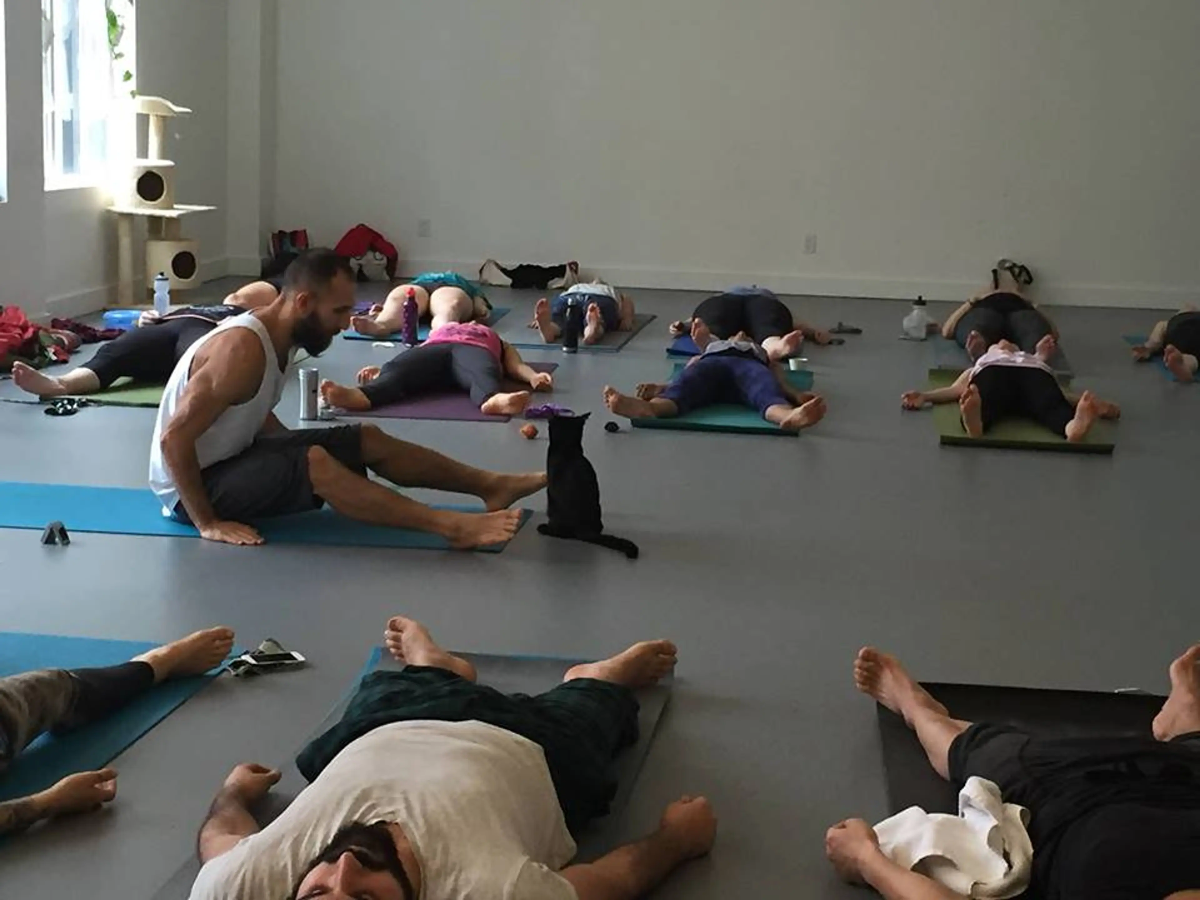 Cats on your Mats