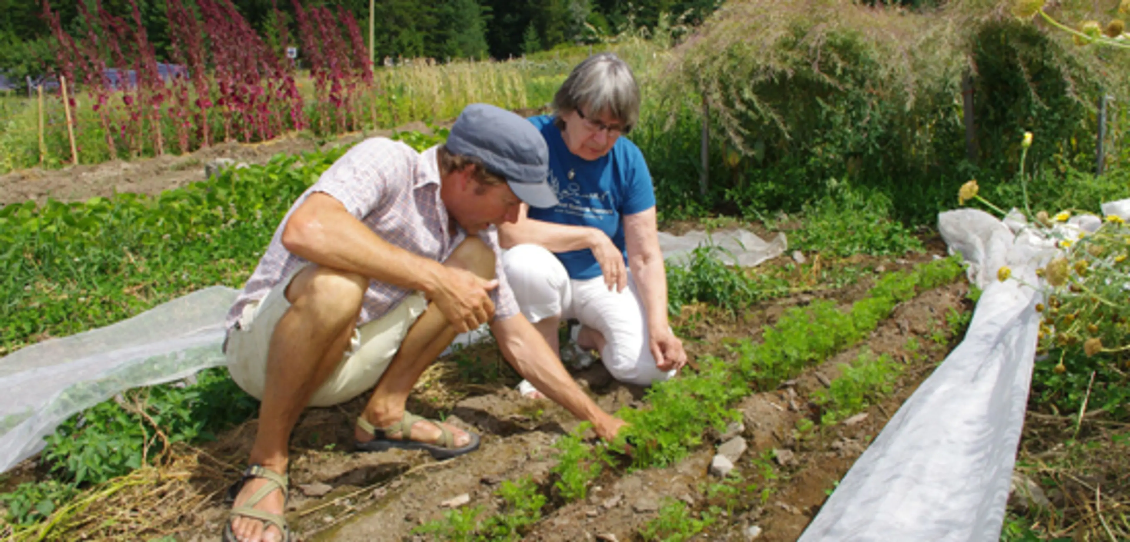 Sourced from FarmFolk CityFolk website