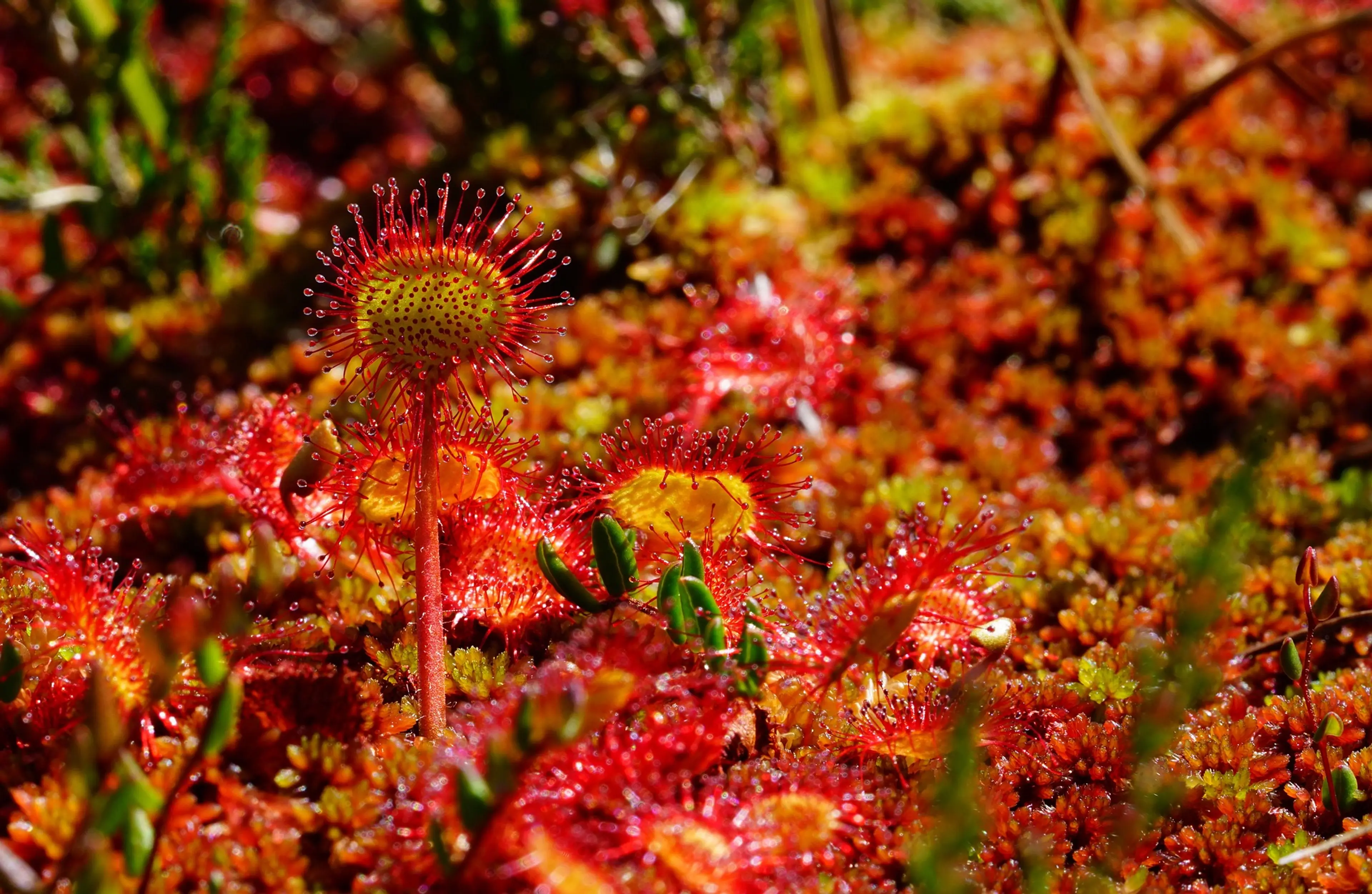 Take an Easy Hike Through One of These Vancouver Area Bogs