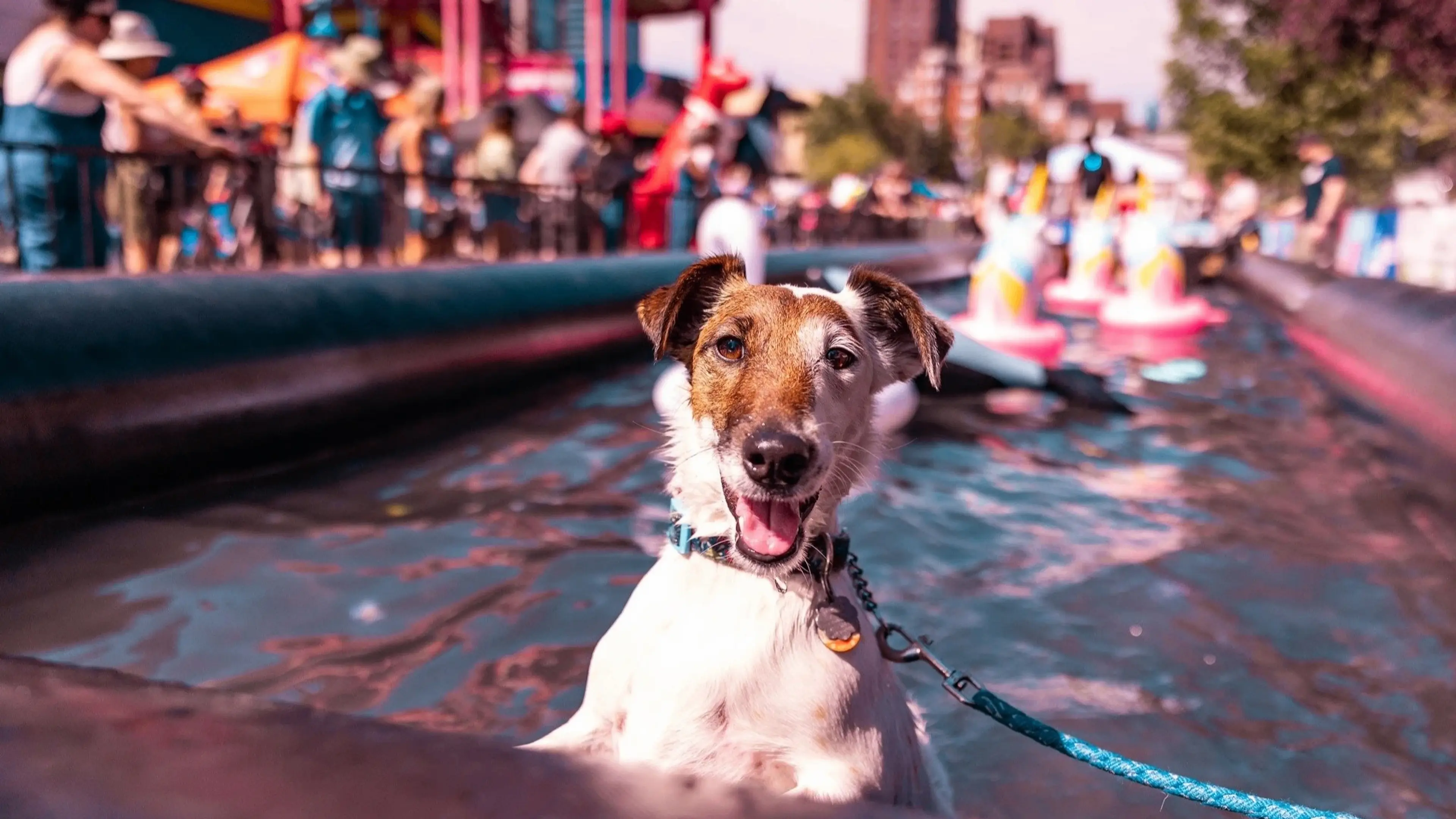 A happy dog with a leash standing in a shallow pool with people and colorful inflatable toys in the background.