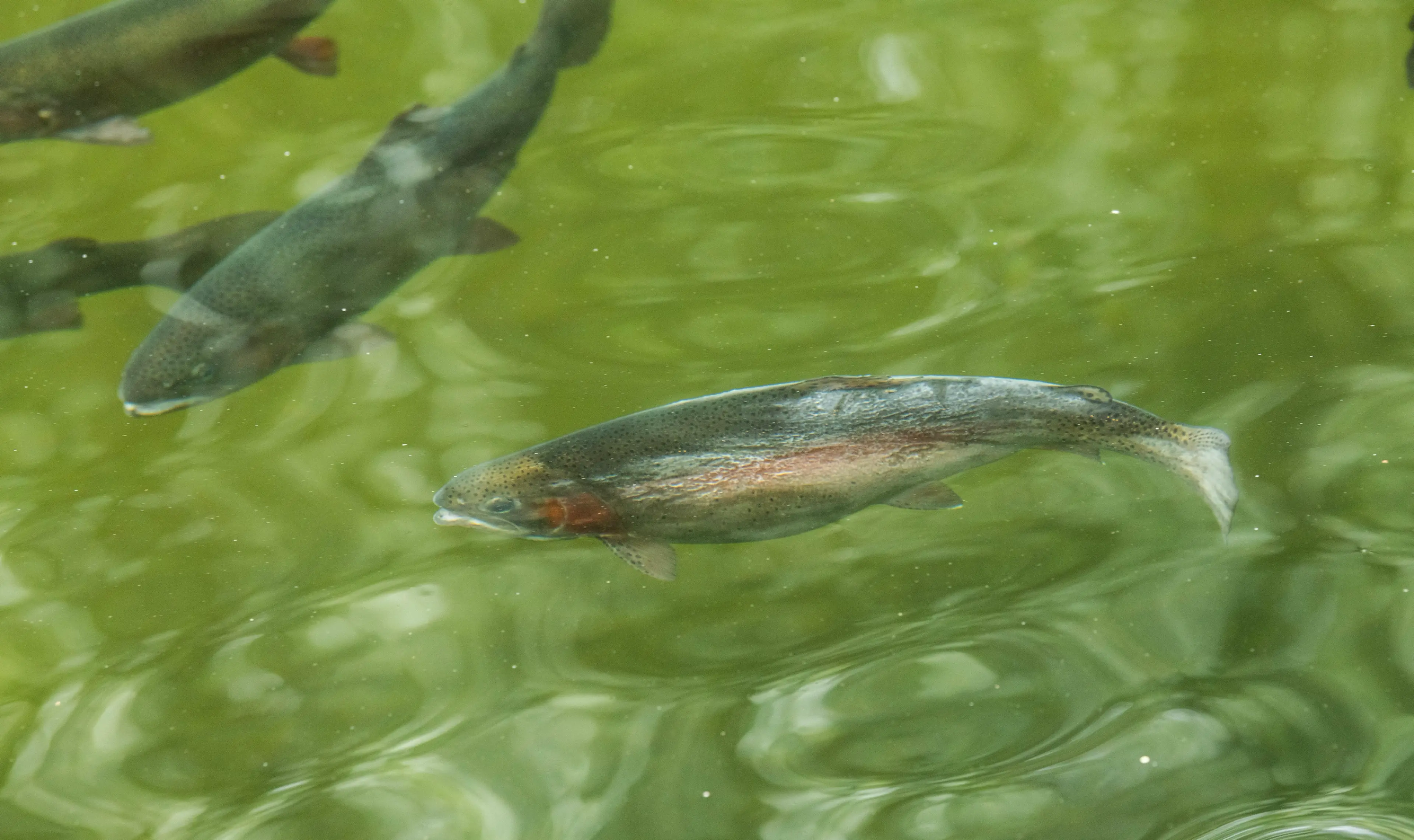 Several salmon swim in the Serpentine River in Surrey, BC.