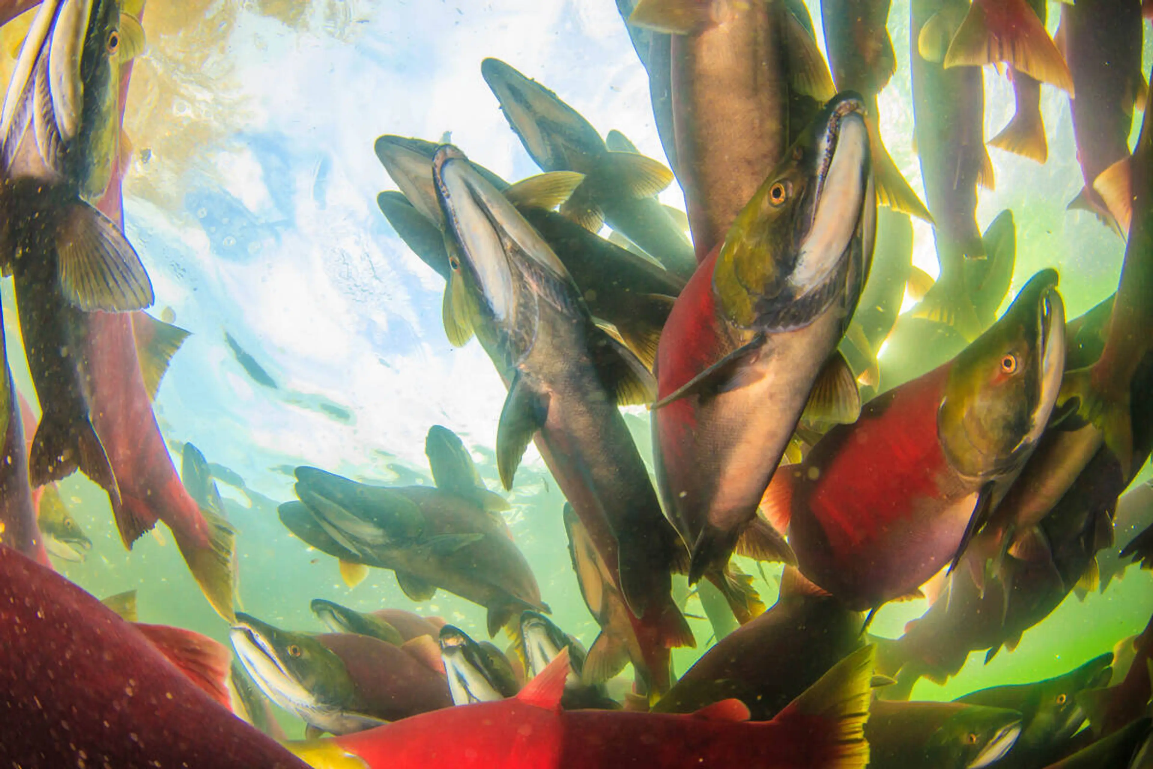 An underwater shot of spawning salmon swirl around the camera. 