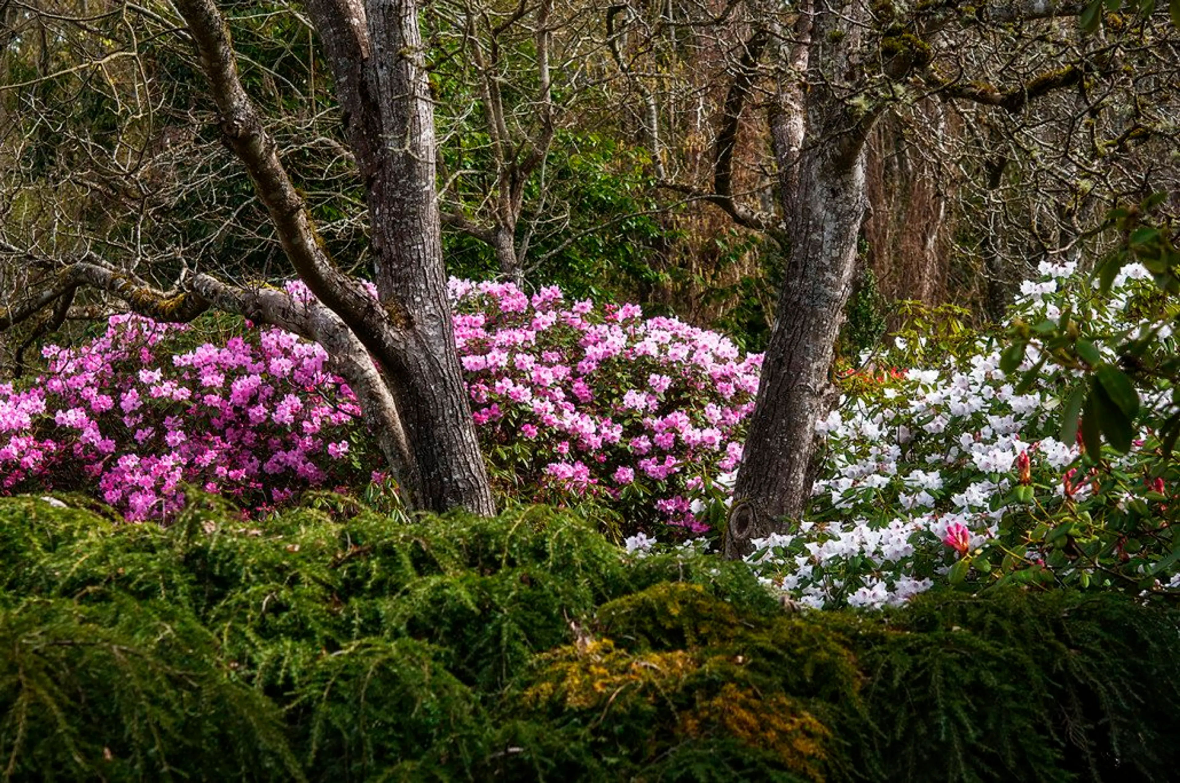 Rhododendrons at Darts Hill Gardens in Surrey near Vancouver, BC