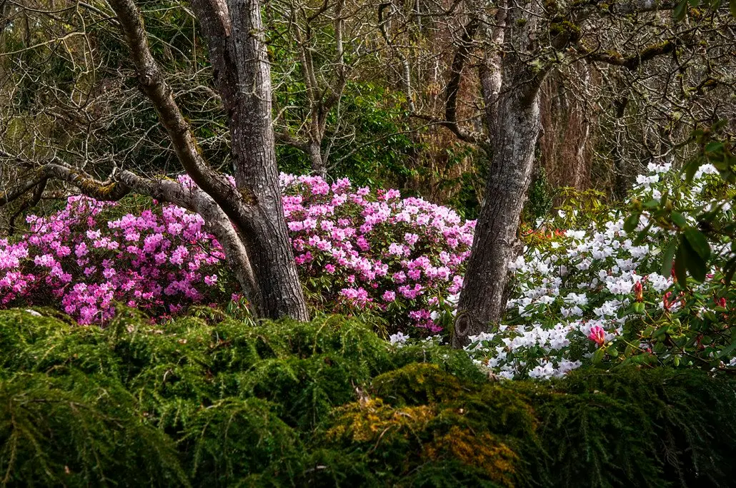 Rhododendrons at Darts Hill Gardens in Surrey near Vancouver, BC