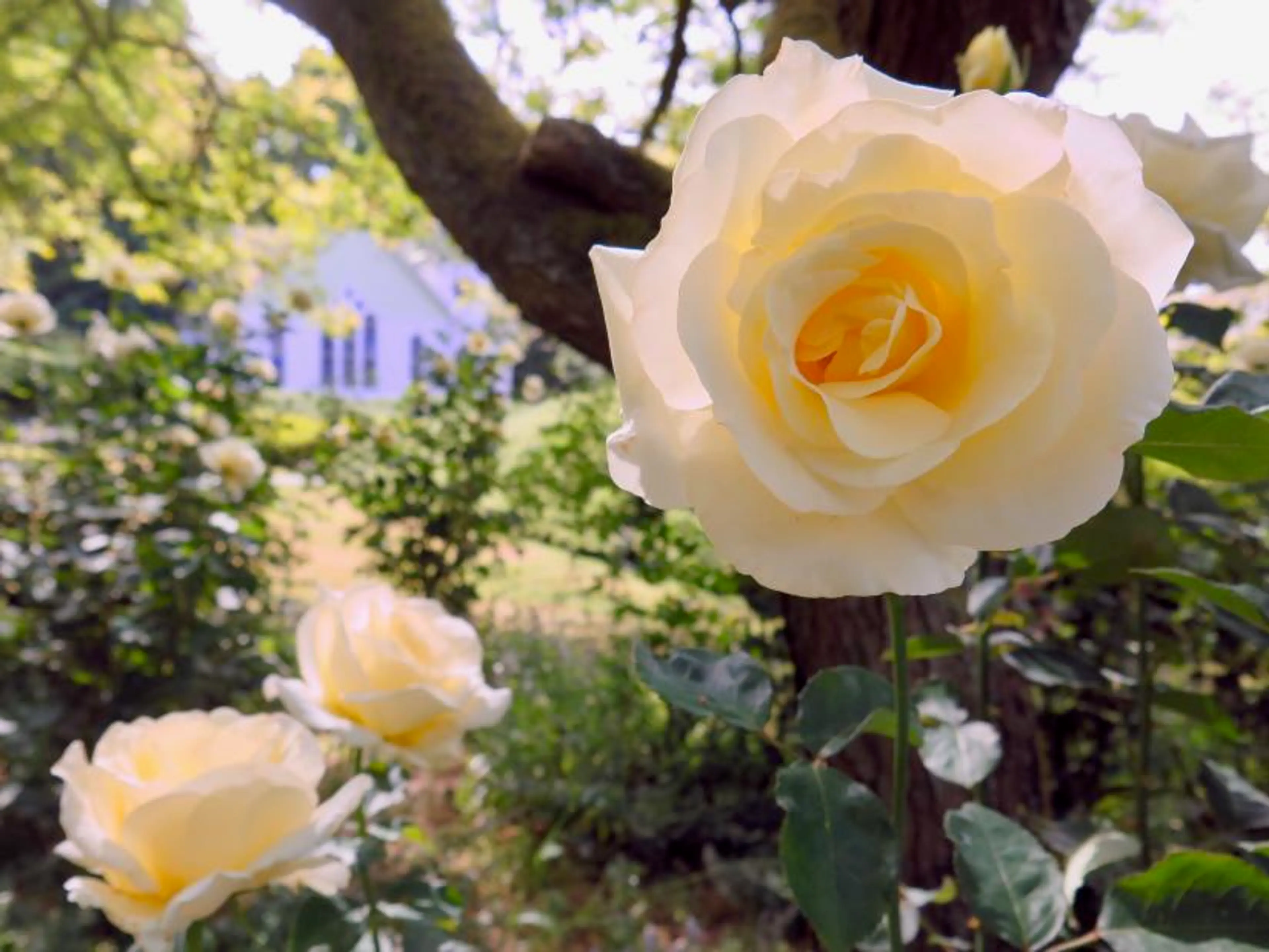 Roses in Minoru Park, Richmond