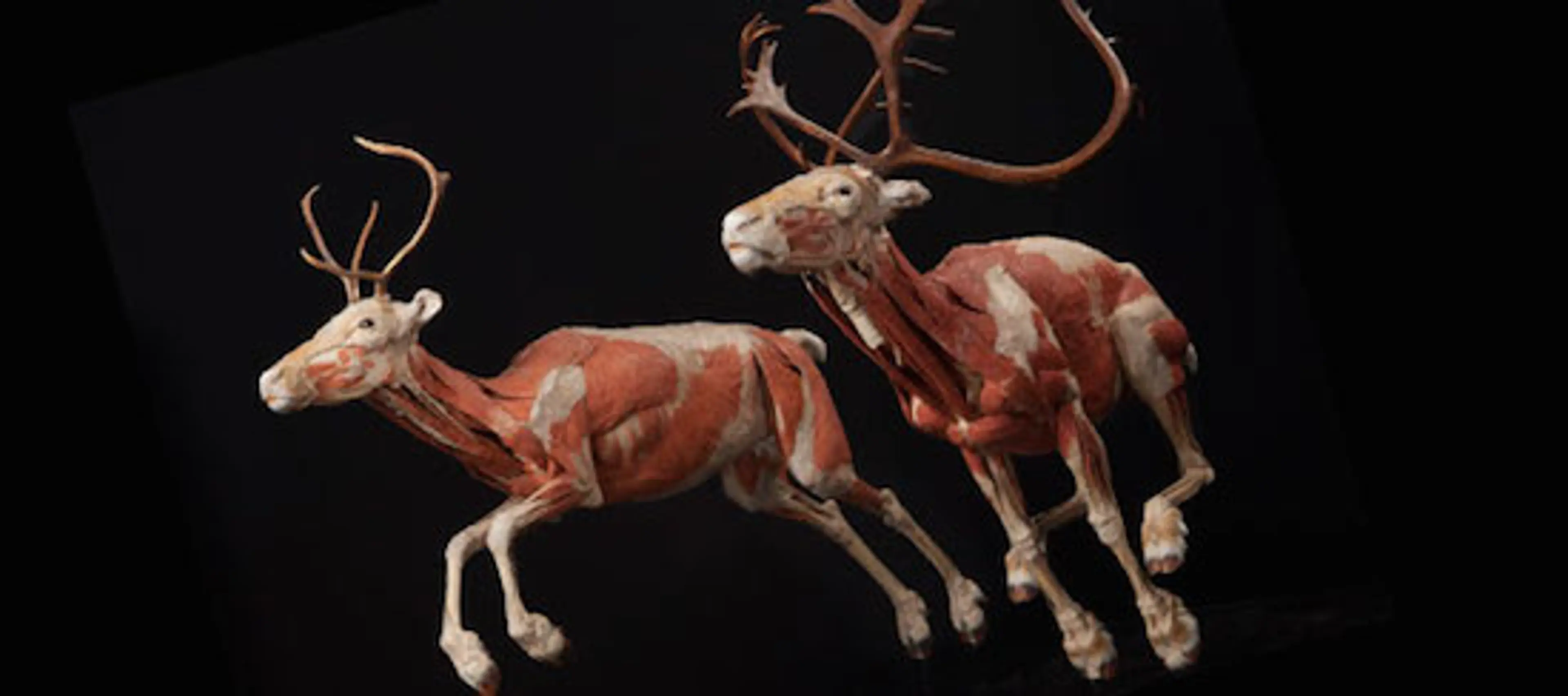 Body Worlds: Animals Inside Out