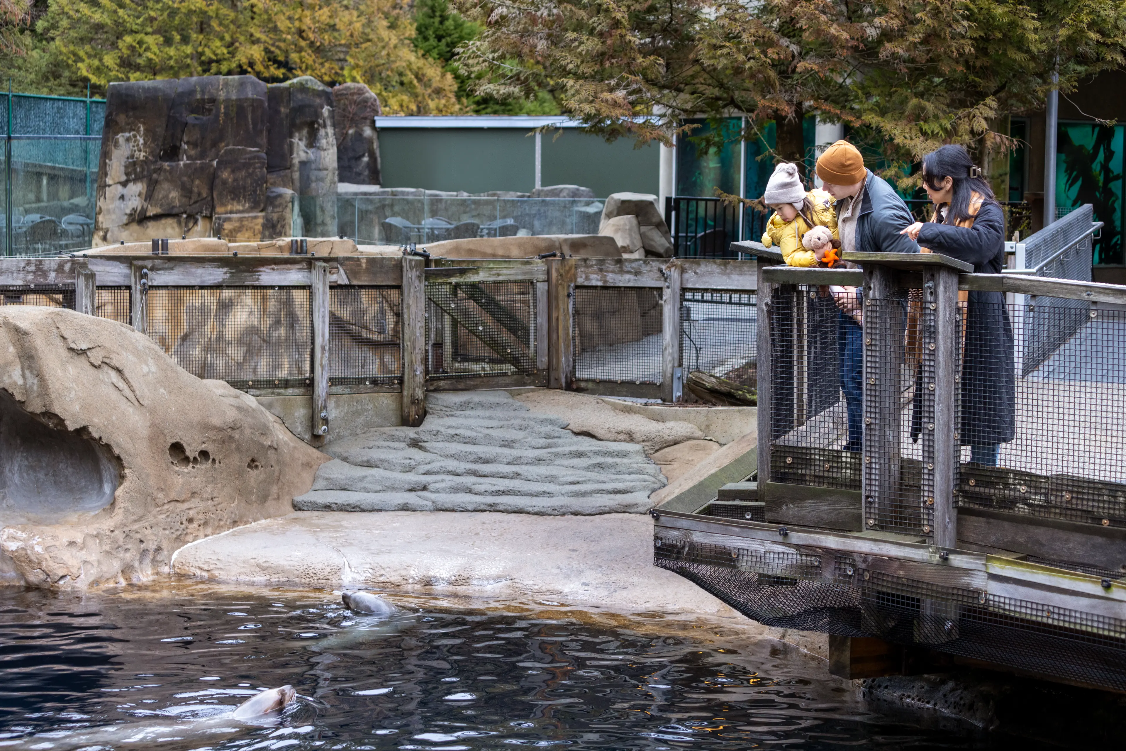 Two parents and their child watching the sea lions at the Vancouver Aquarium.