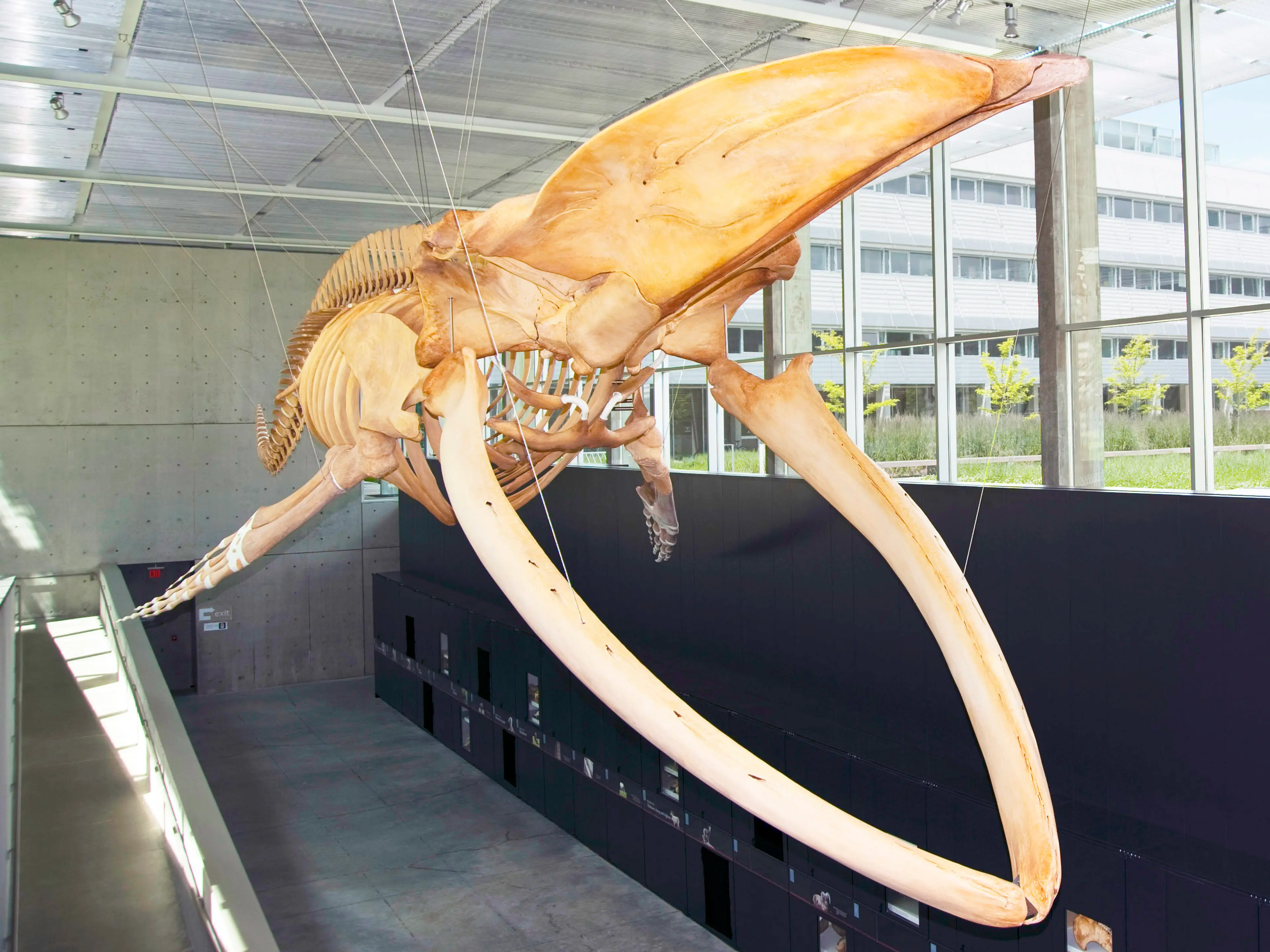 Blue Whale