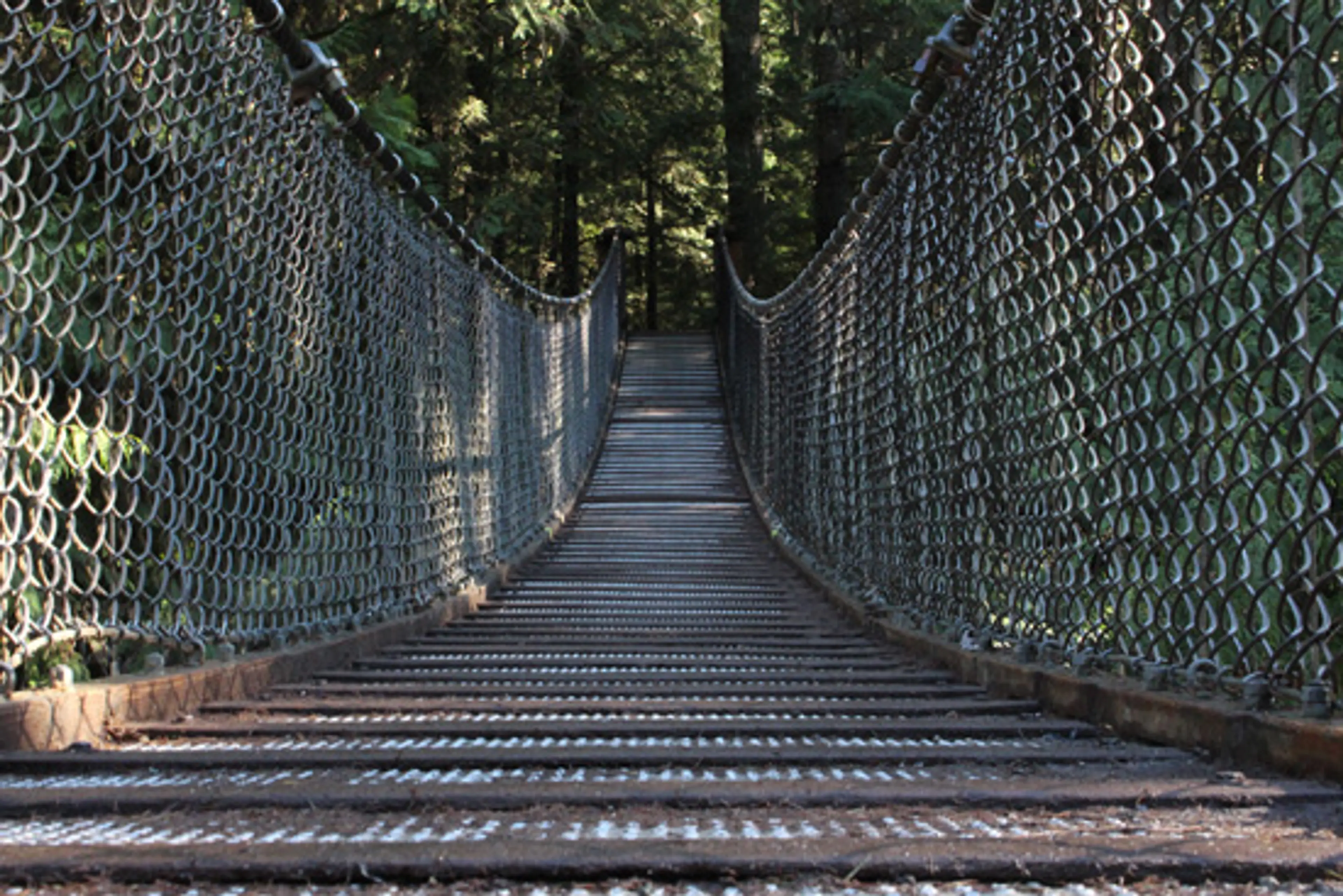 Rainforest Romp –  Lynn Canyon Park Day Hike