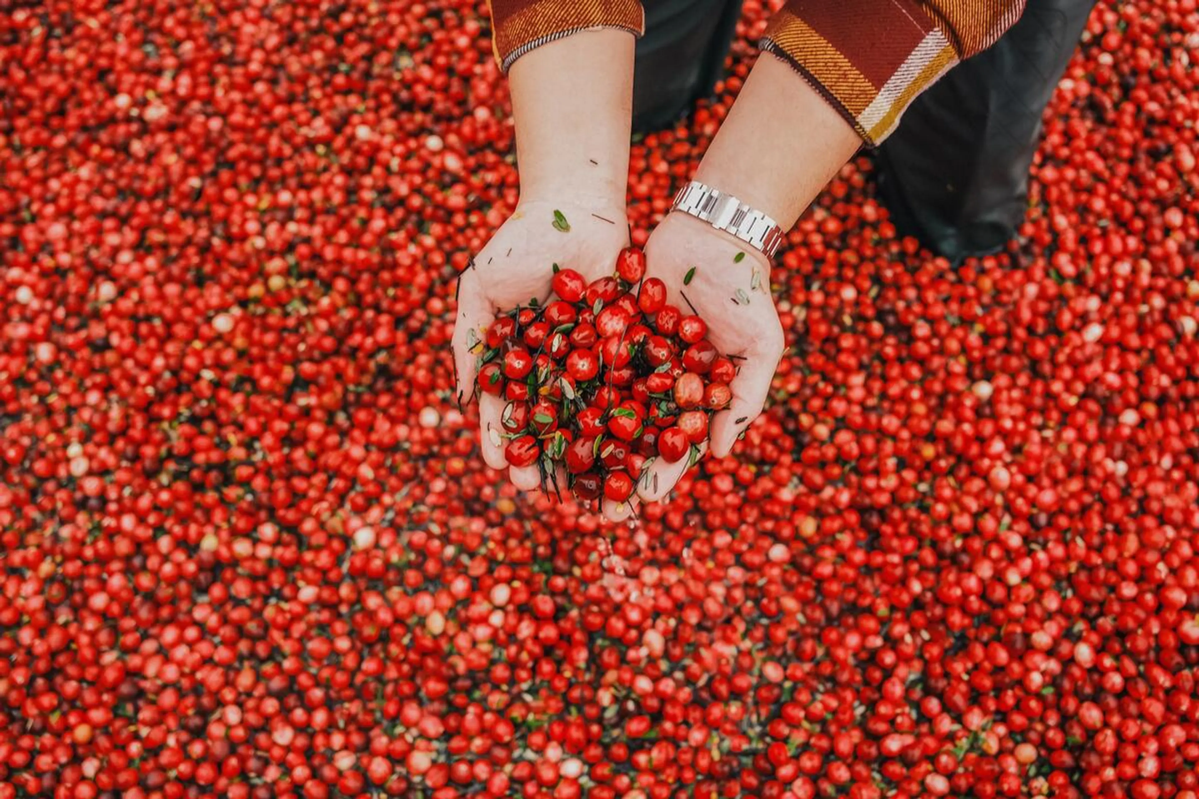 Hands holding a handful of red cranberries over a large pile of cranberries.