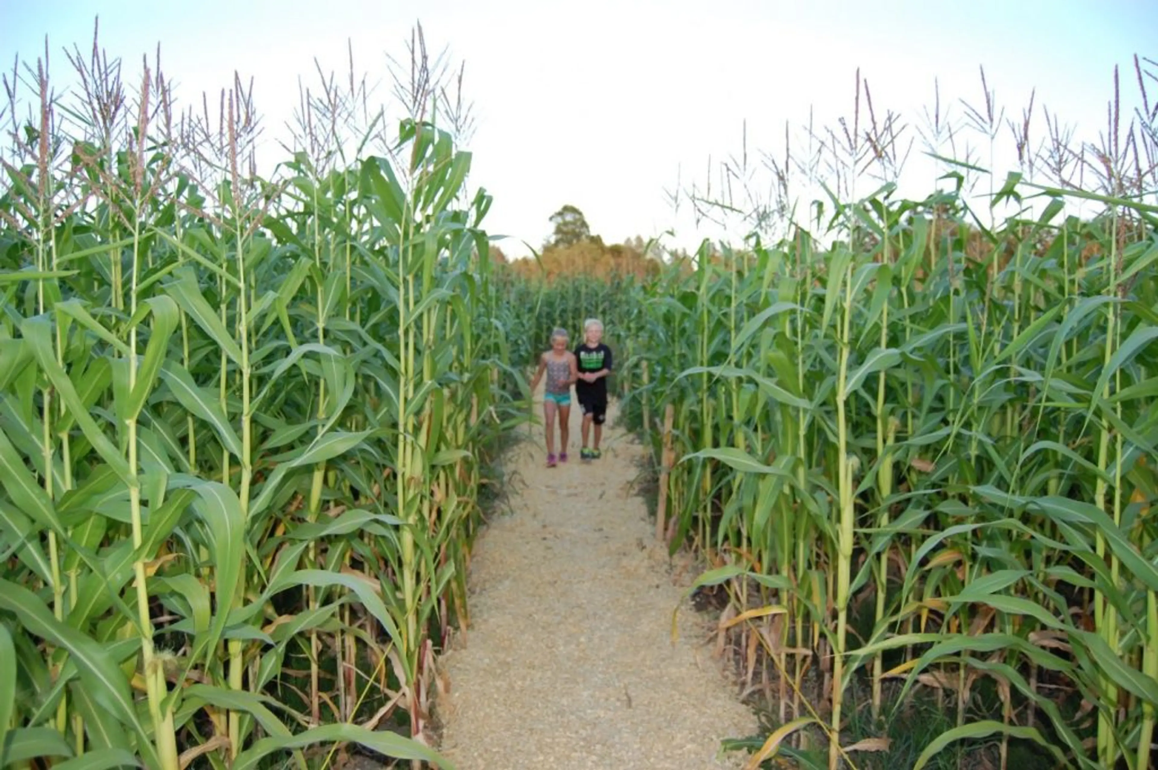 Children walk through a corn maze at Laity Pumpkin Patch South near Vancouver