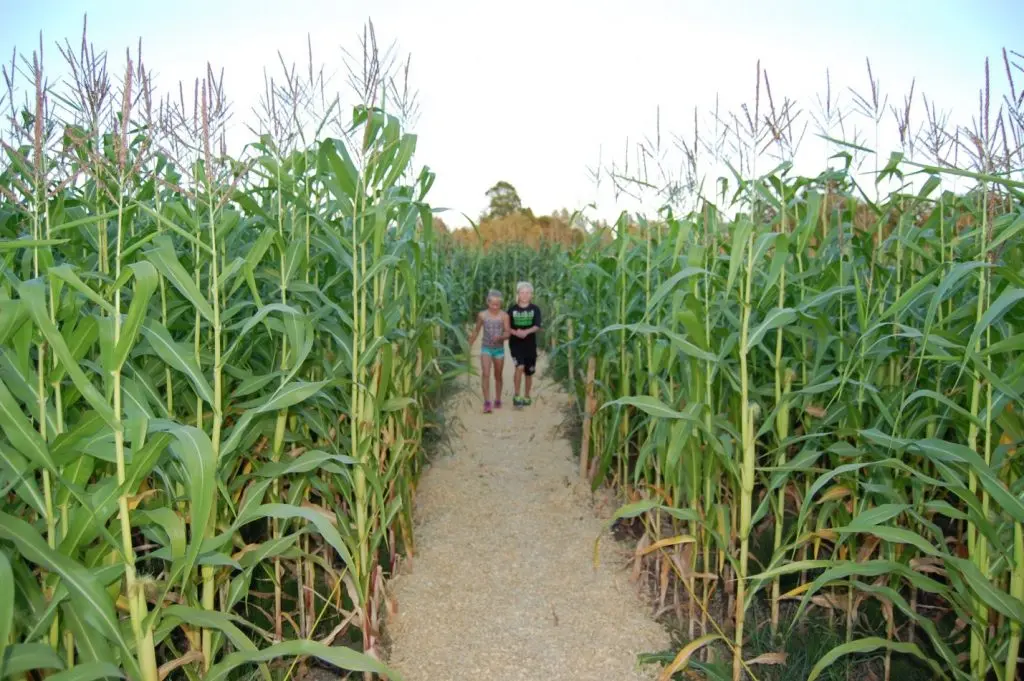 Children walk through a corn maze at Laity Pumpkin Patch South near Vancouver