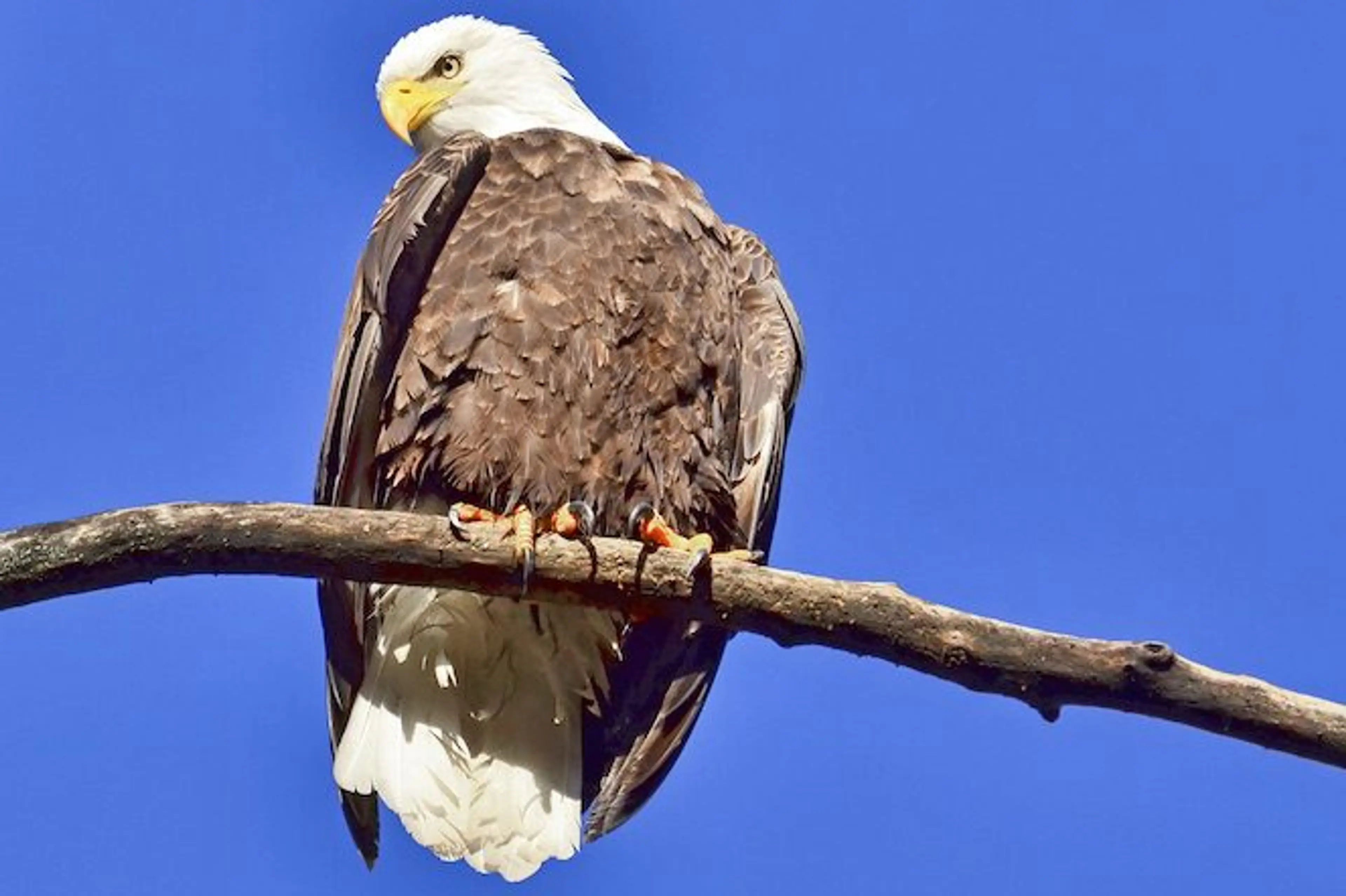 Eagle-watching in Squamish at its peak now through mid-February