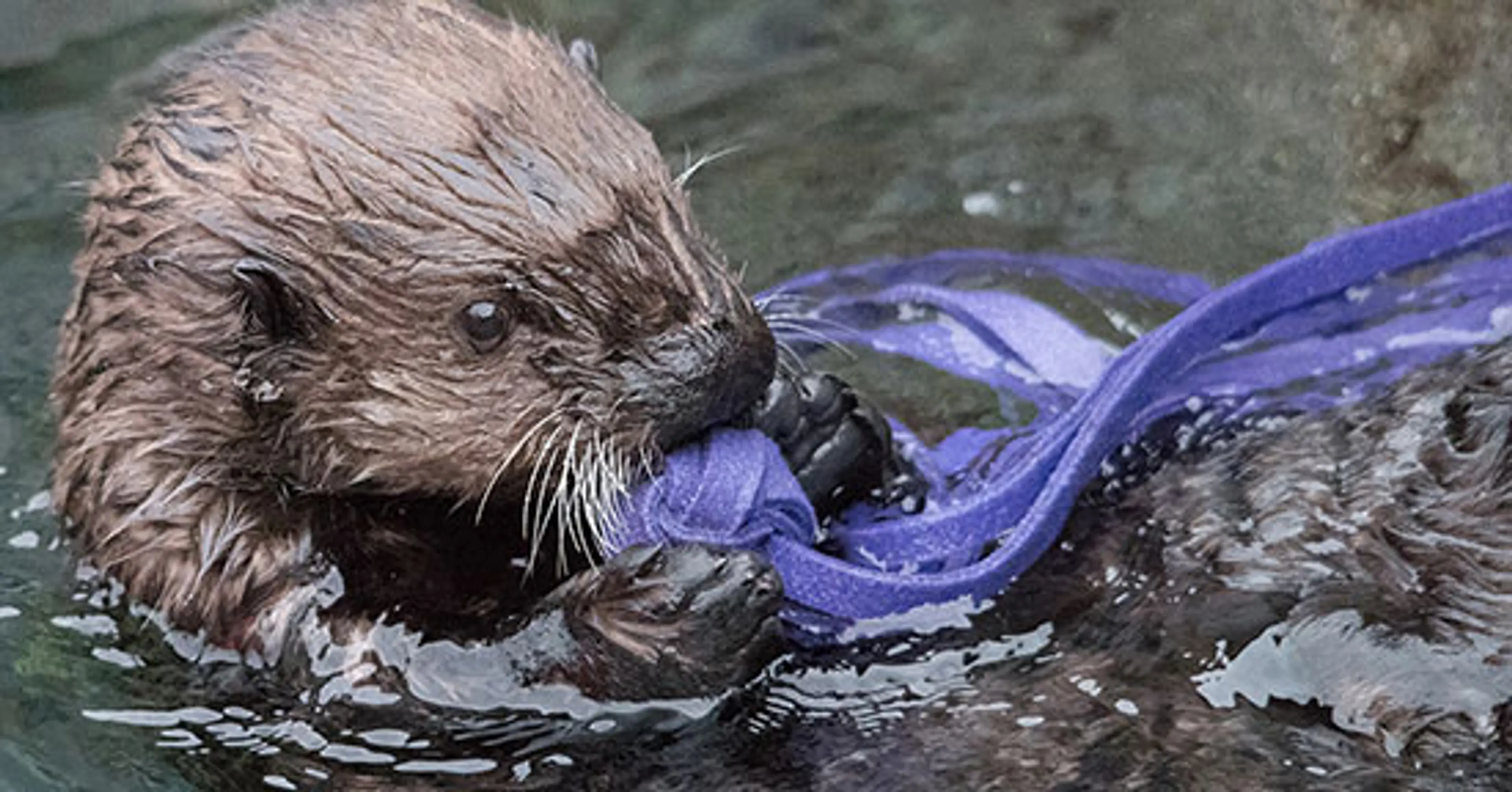 Long Weekend and Long Nights: Vancouver Aquarium Starts August With a Splash