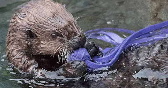 Long Weekend and Long Nights: Vancouver Aquarium Starts August With a Splash