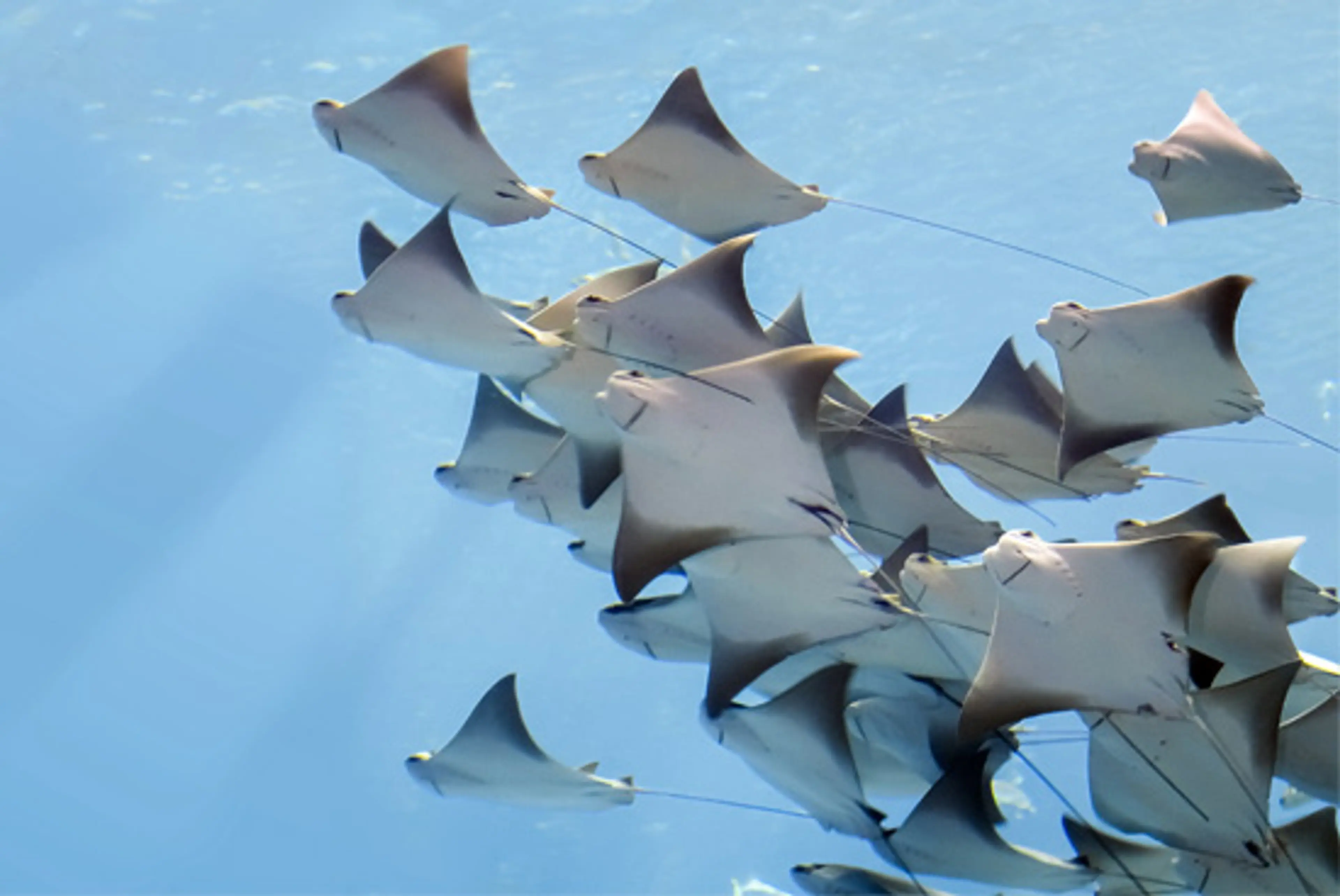 Spring Break Fun For Gills and Buoys (of All Ages) at Vancouver Aquarium