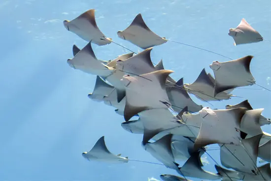 Spring Break Fun For Gills and Buoys (of All Ages) at Vancouver Aquarium
