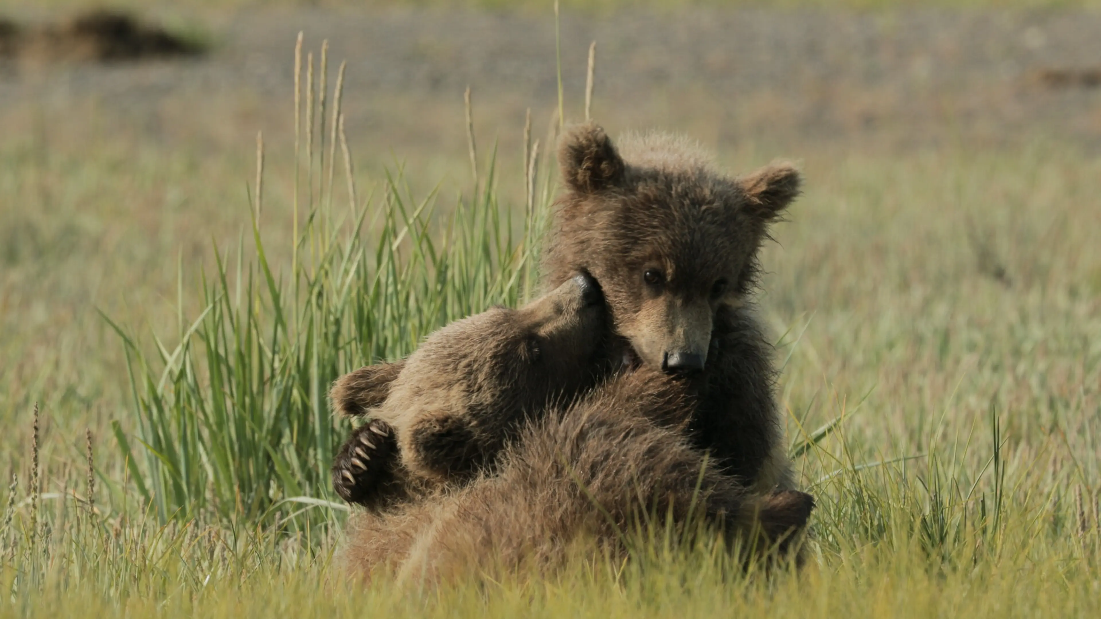 A still of two bear cubs in the grass from the film Return of the Great Bear screening at the Vancouver International Film Festival