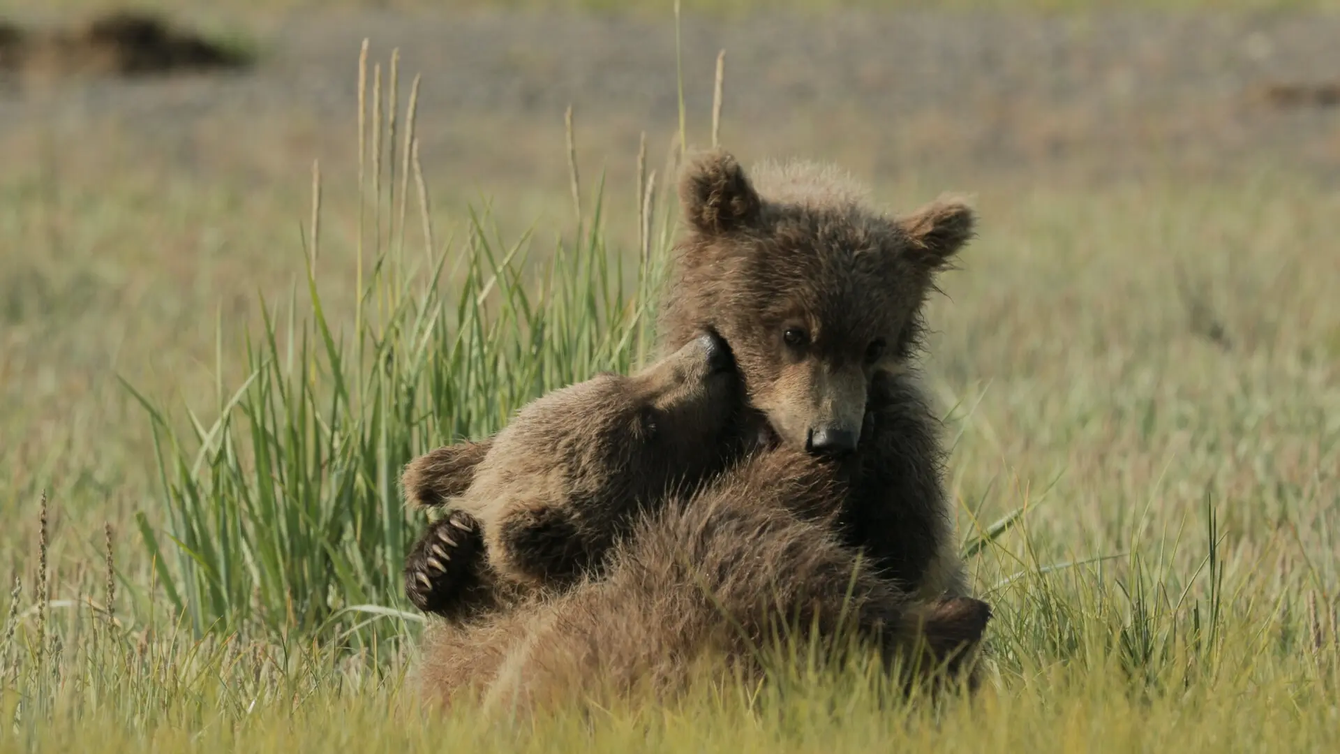 A still of two bear cubs in the grass from the film Return of the Great Bear screening at the Vancouver International Film Festival