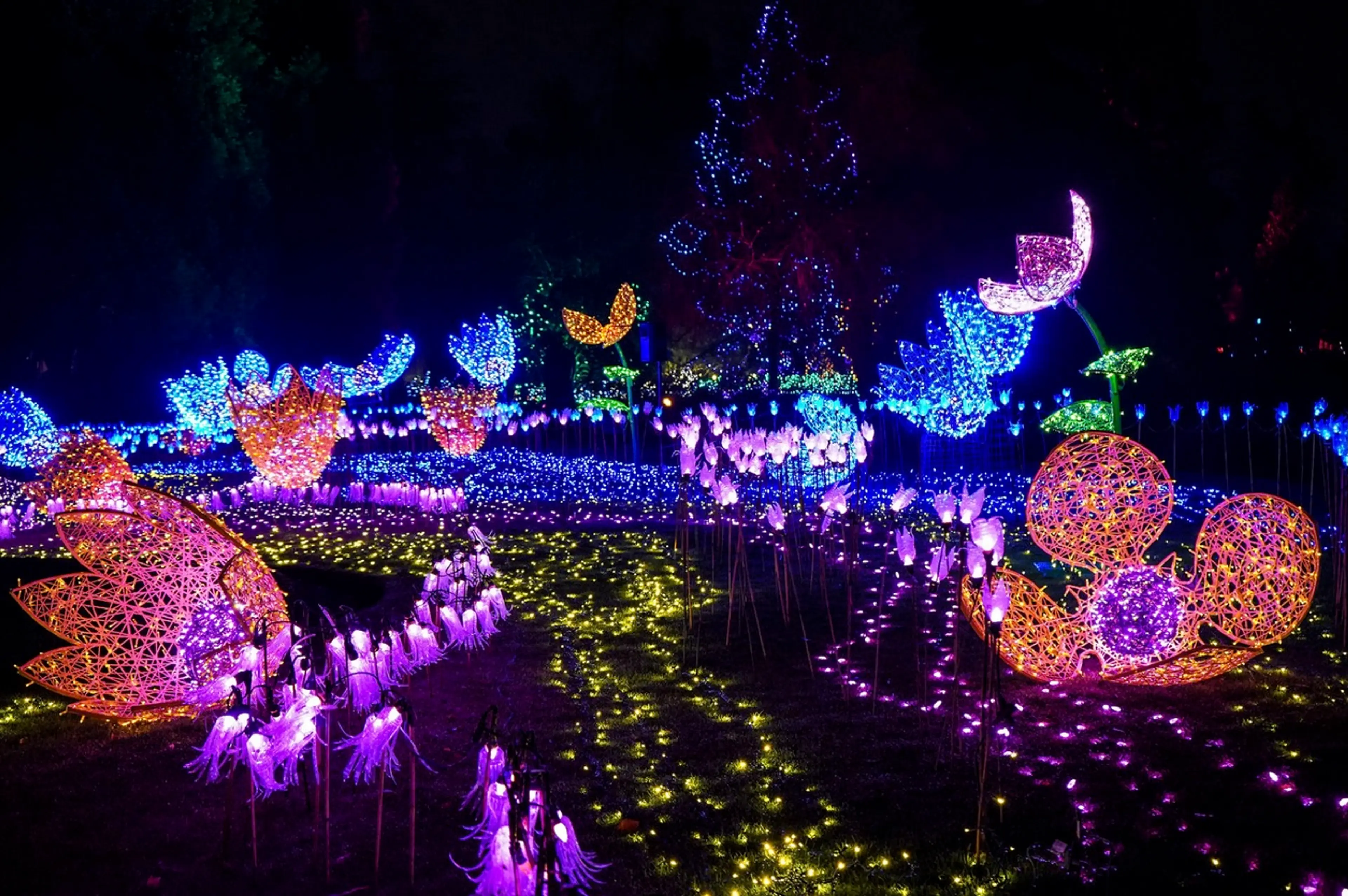 Holiday light displays at the Festival of Lights at VanDusen Botanical Garden