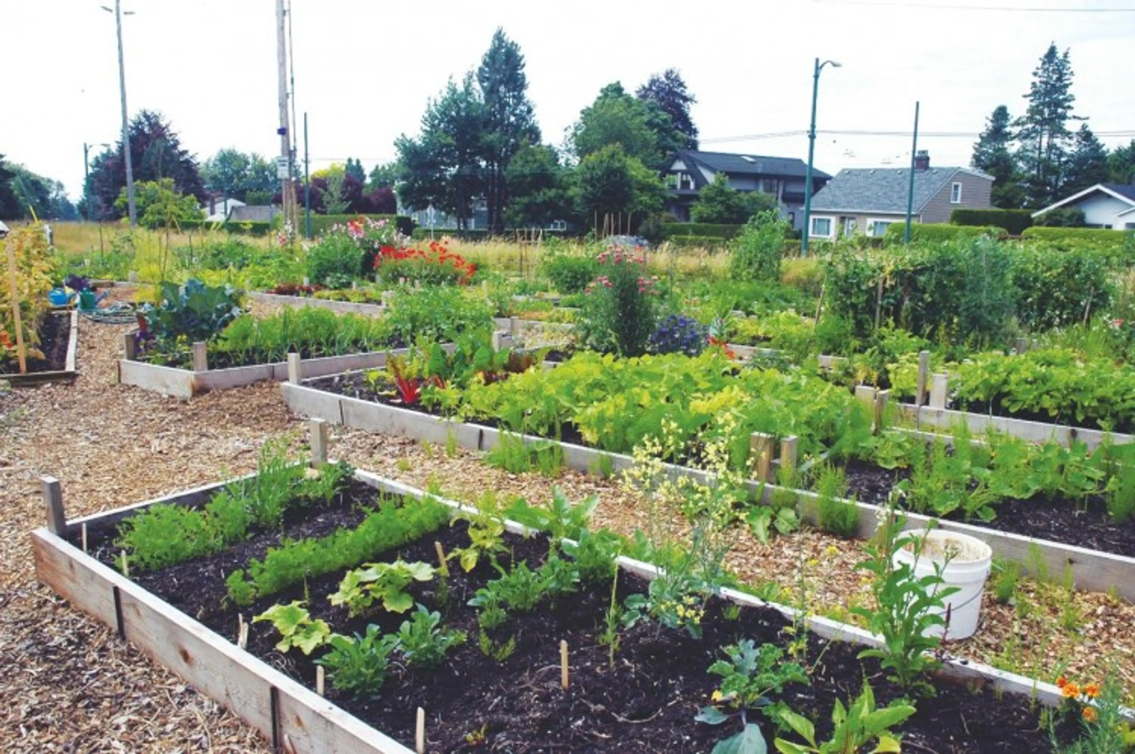 Growing Your Own Food in Vancouver: Everything You Need to Know