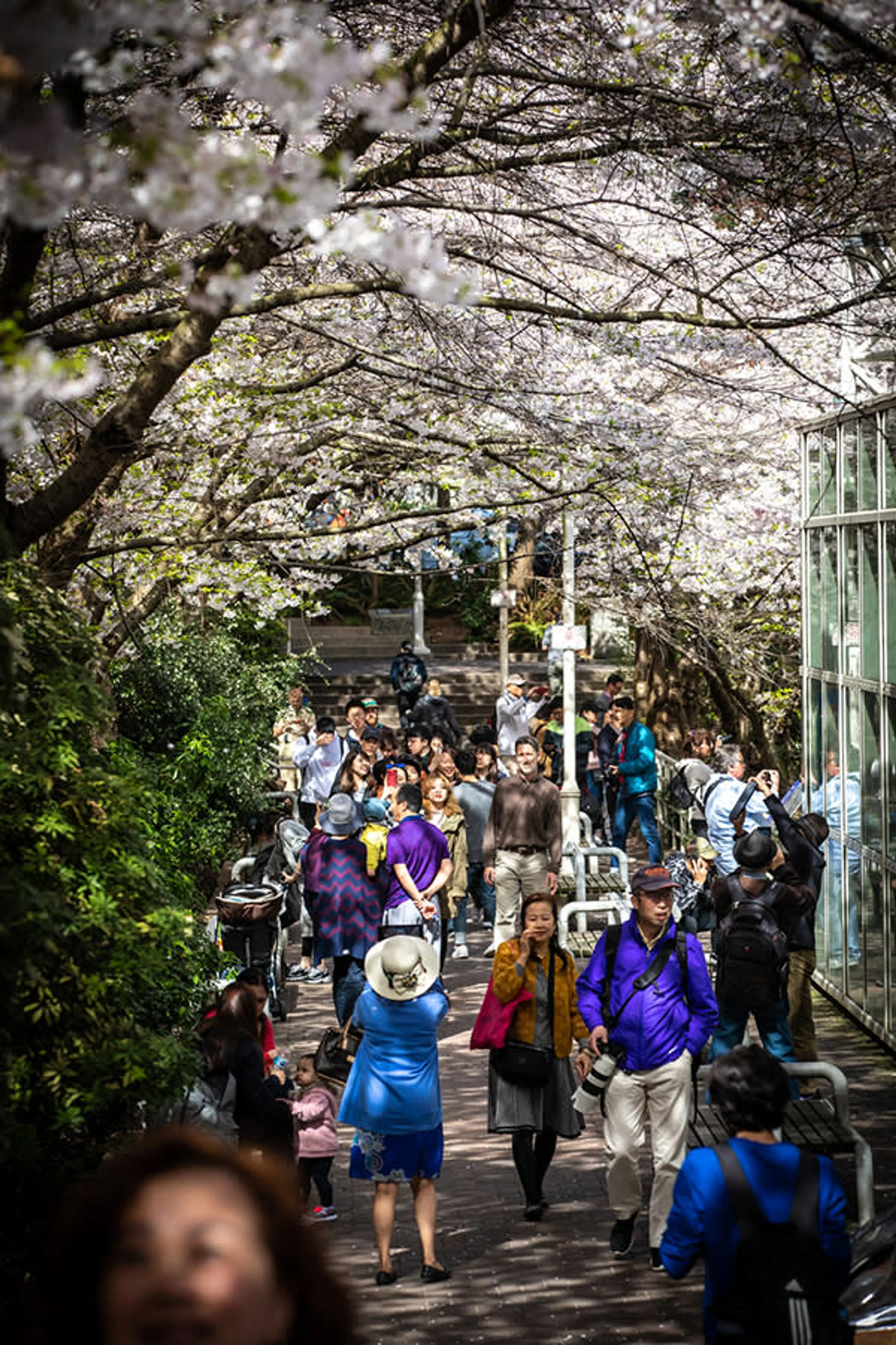 Cherry blossoms at Burrard Station