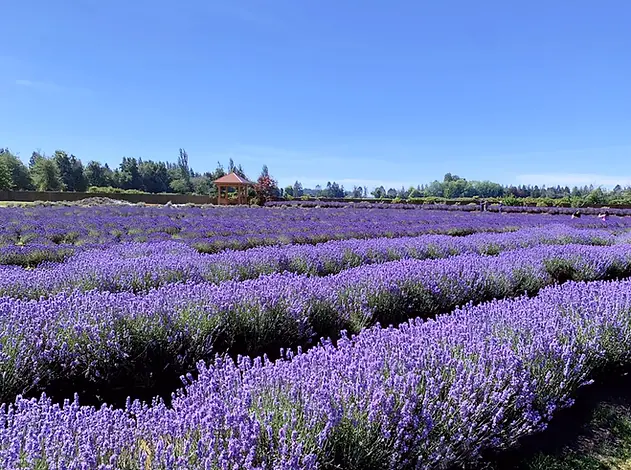 Visit a Vancouver Area Lavender Farm This Summer