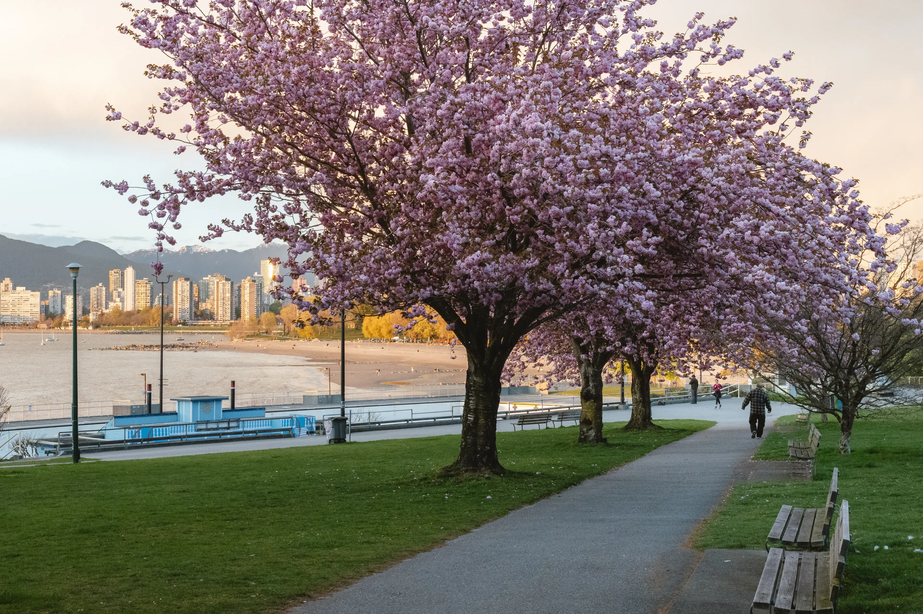 Cherry blossoms in Kitsilano