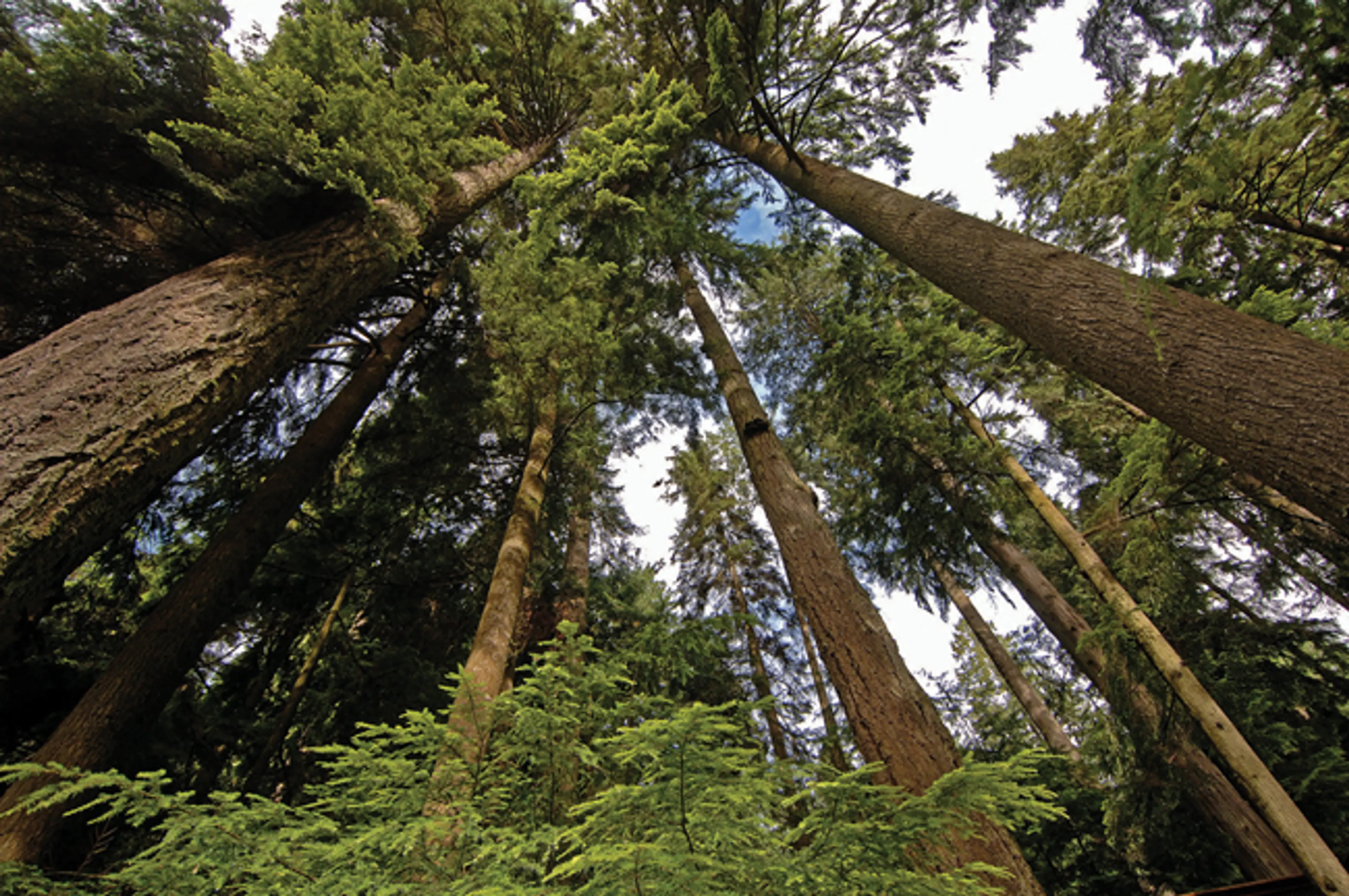 Where to See Big Trees in Vancouver