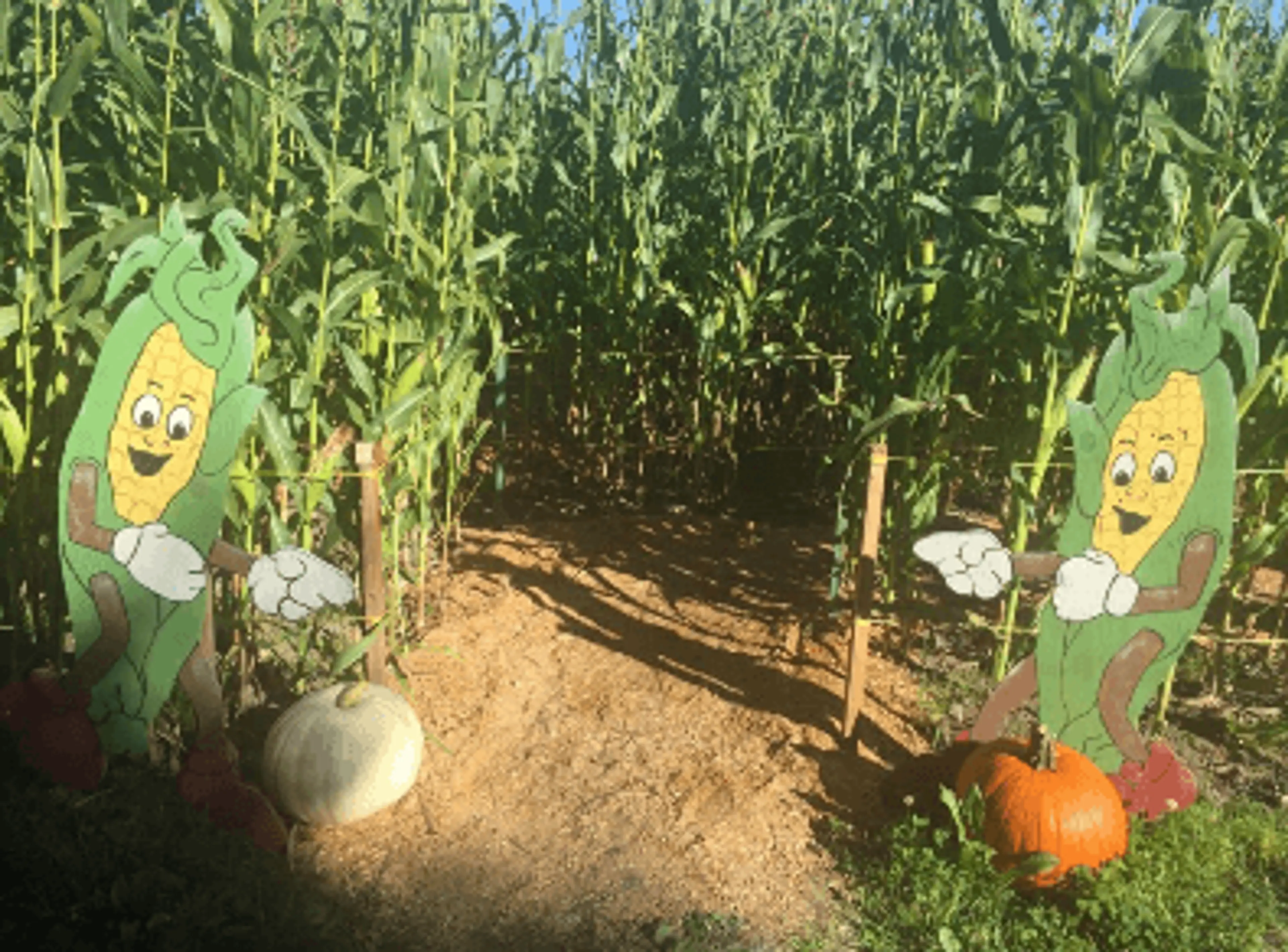 The entrance to the children's corn maze at Laity Pumpkin Patch North near Vancouver